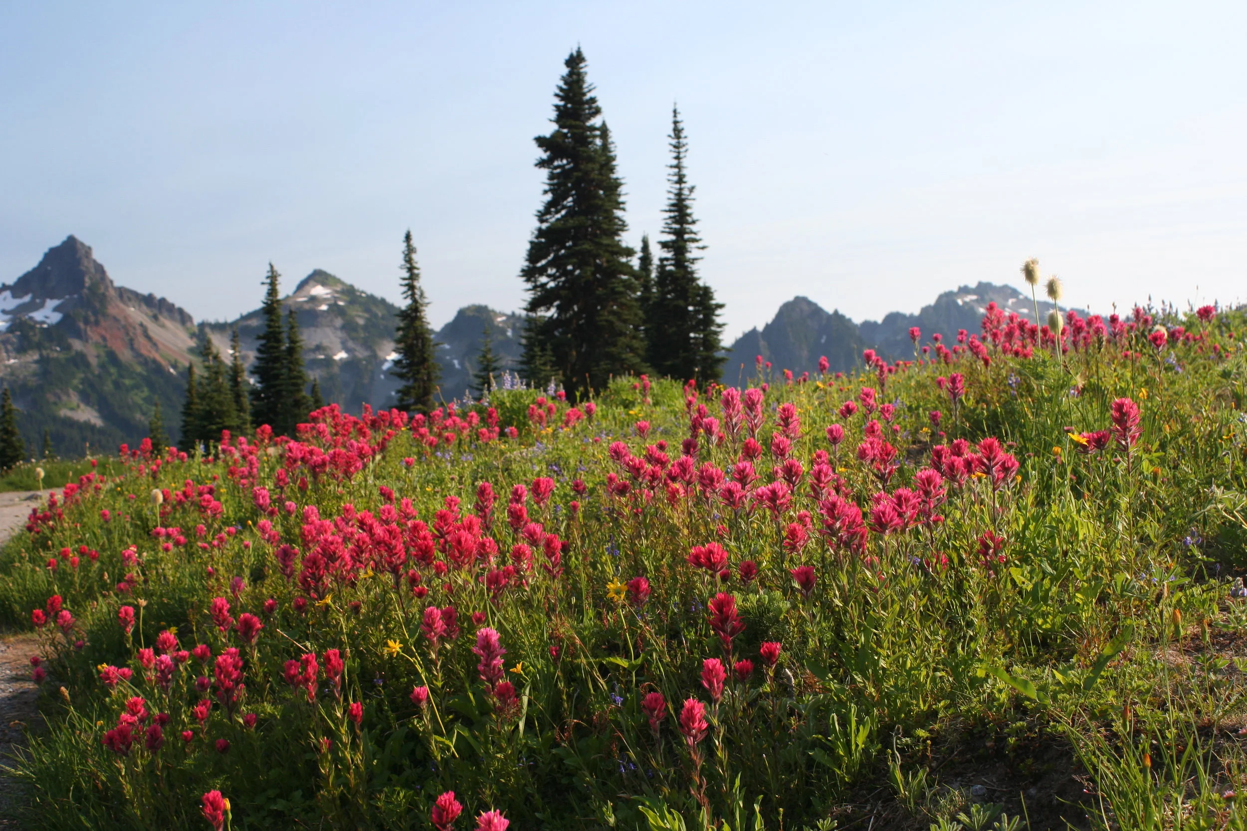  Flowers in low sun 