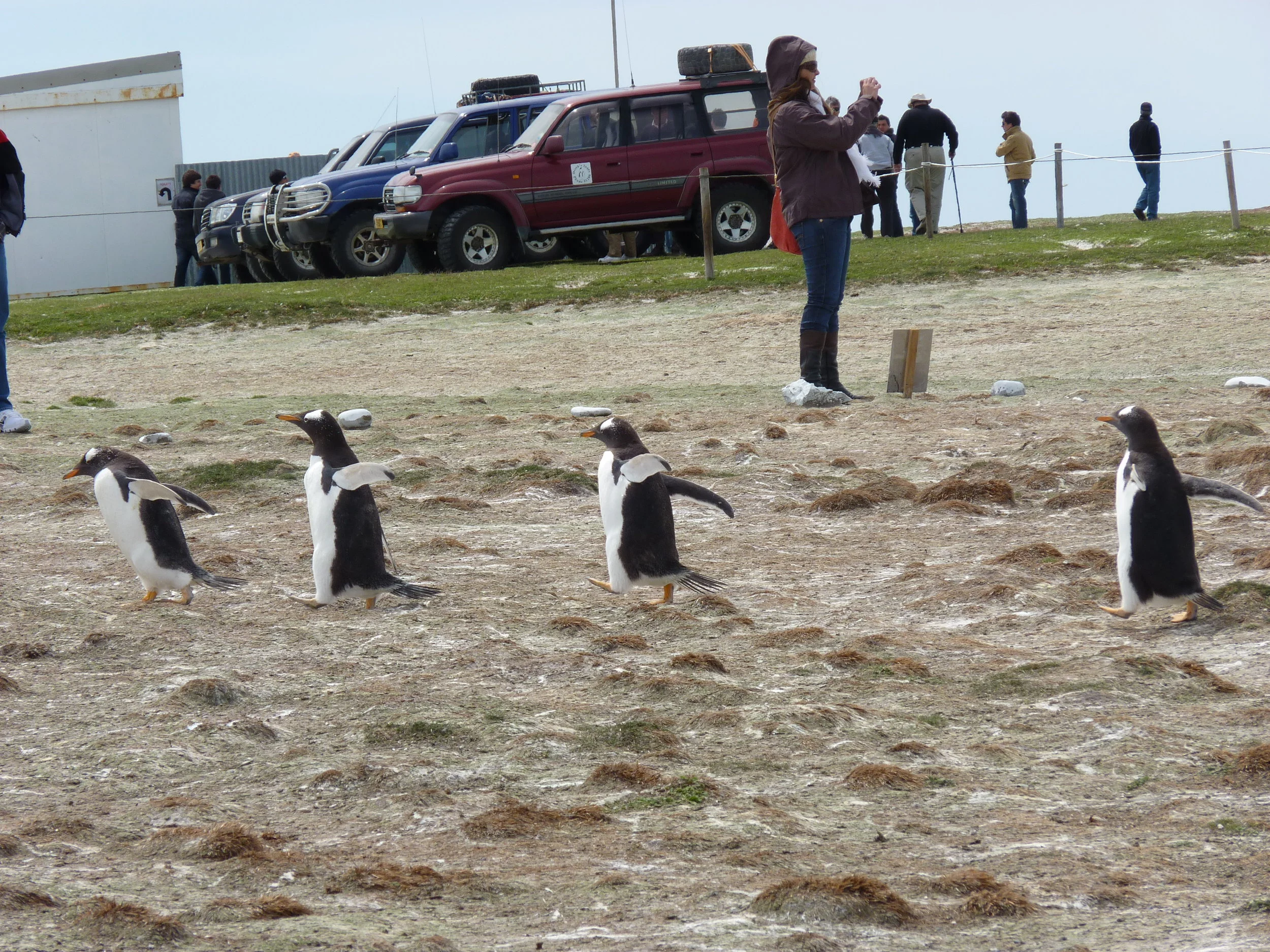  Volunteer Point first penguin views 