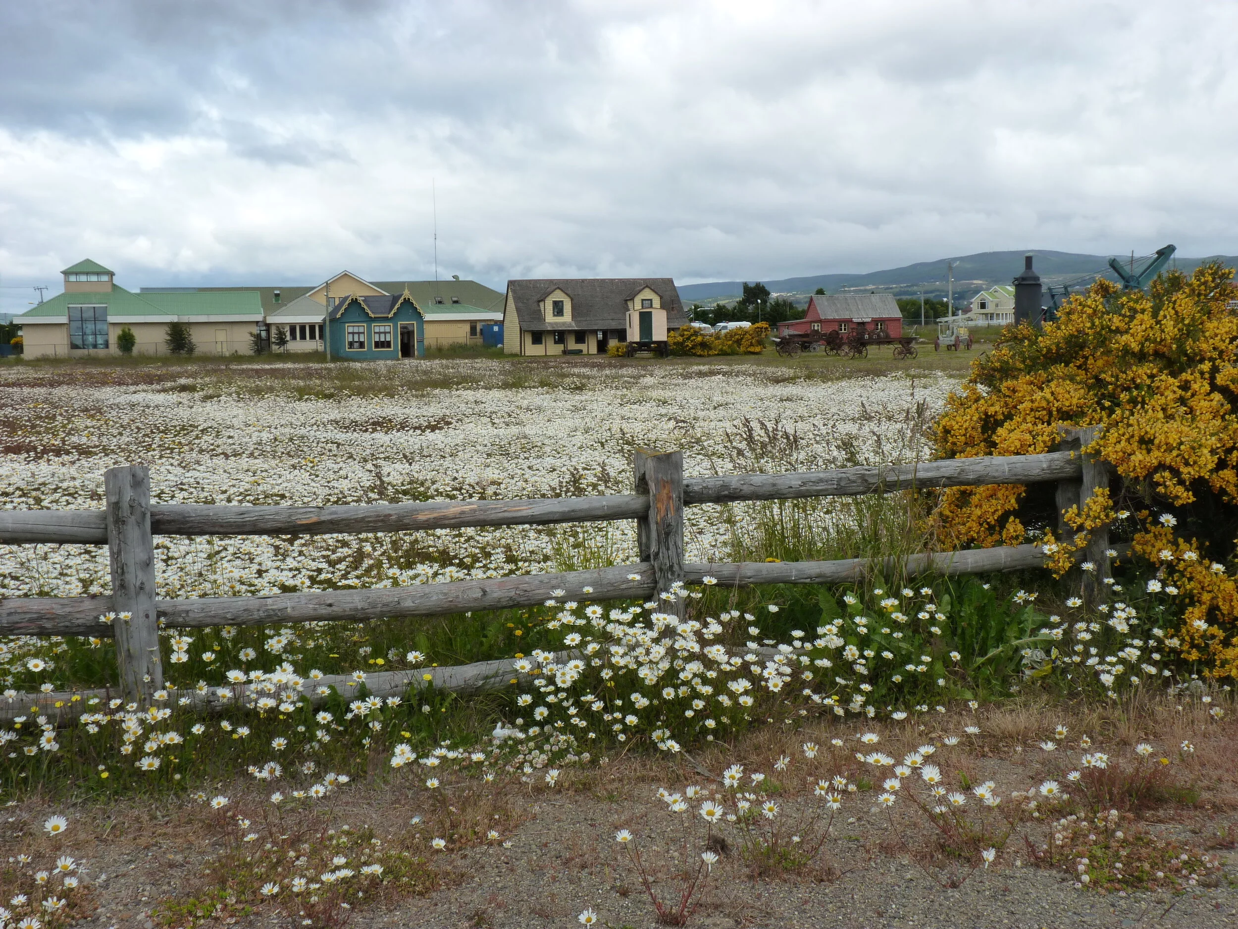 Daisies and yellow bushes at open air museum