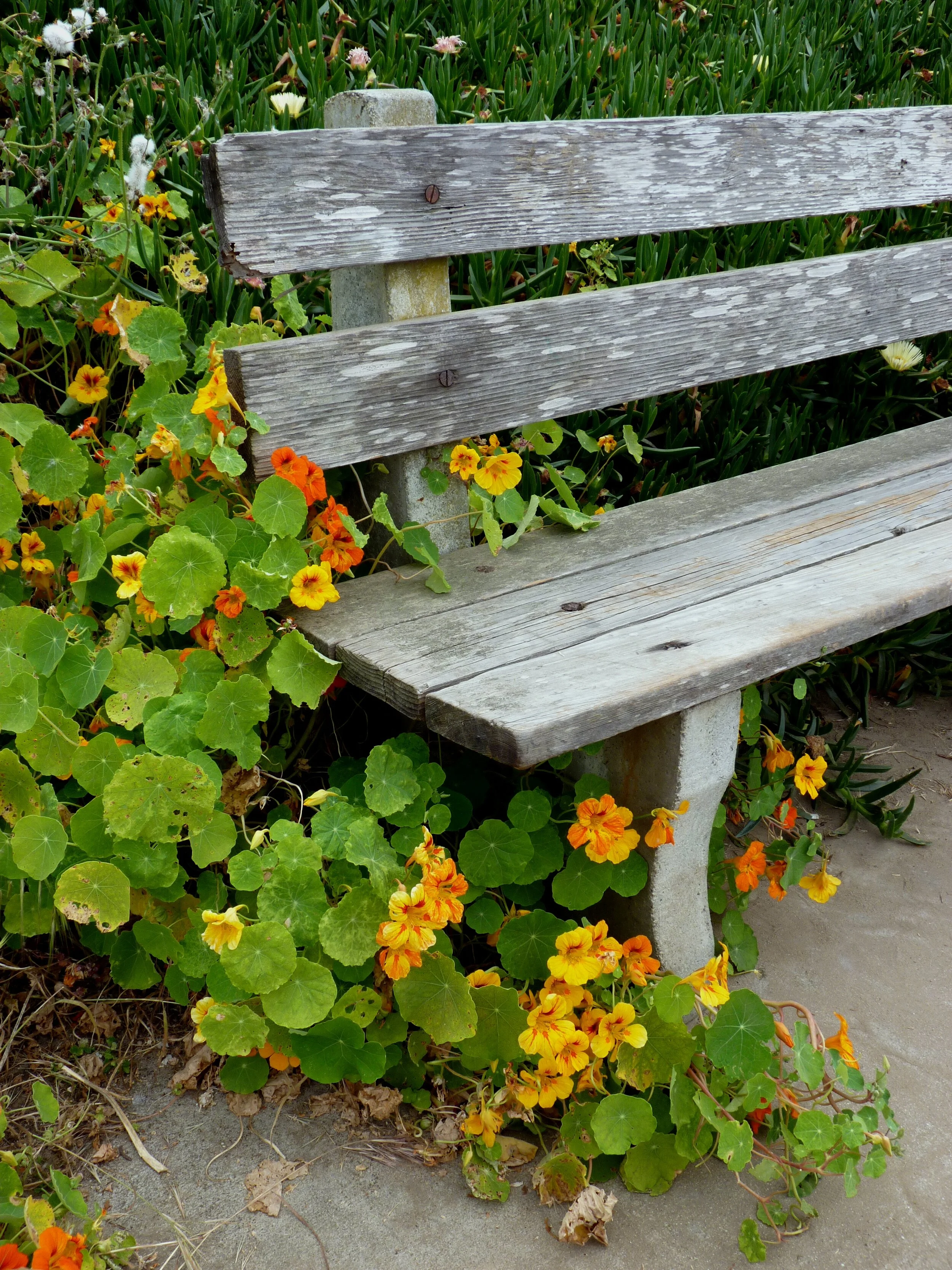 Coastal Flowers