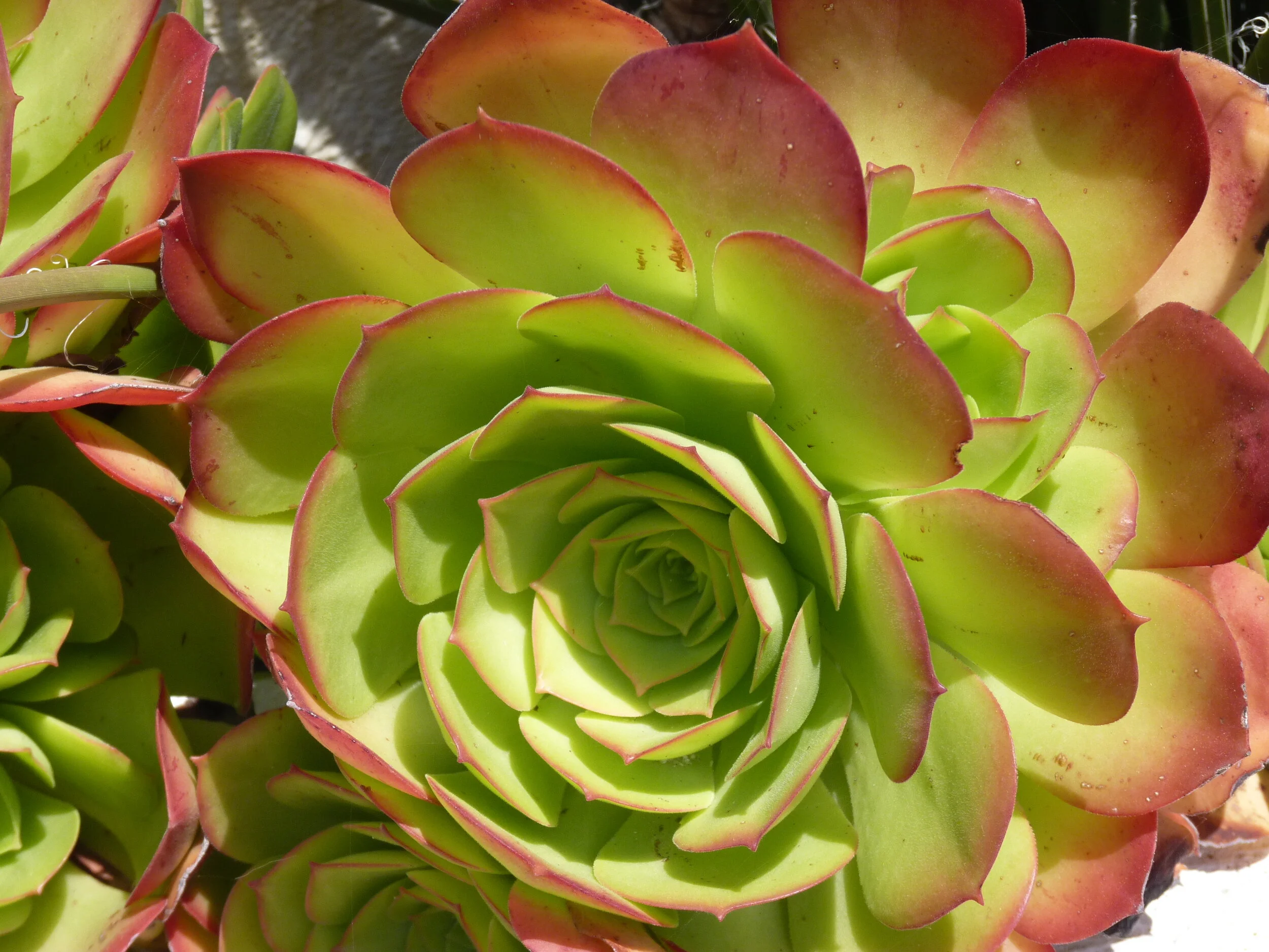 One of many succulents at Casa Romantica