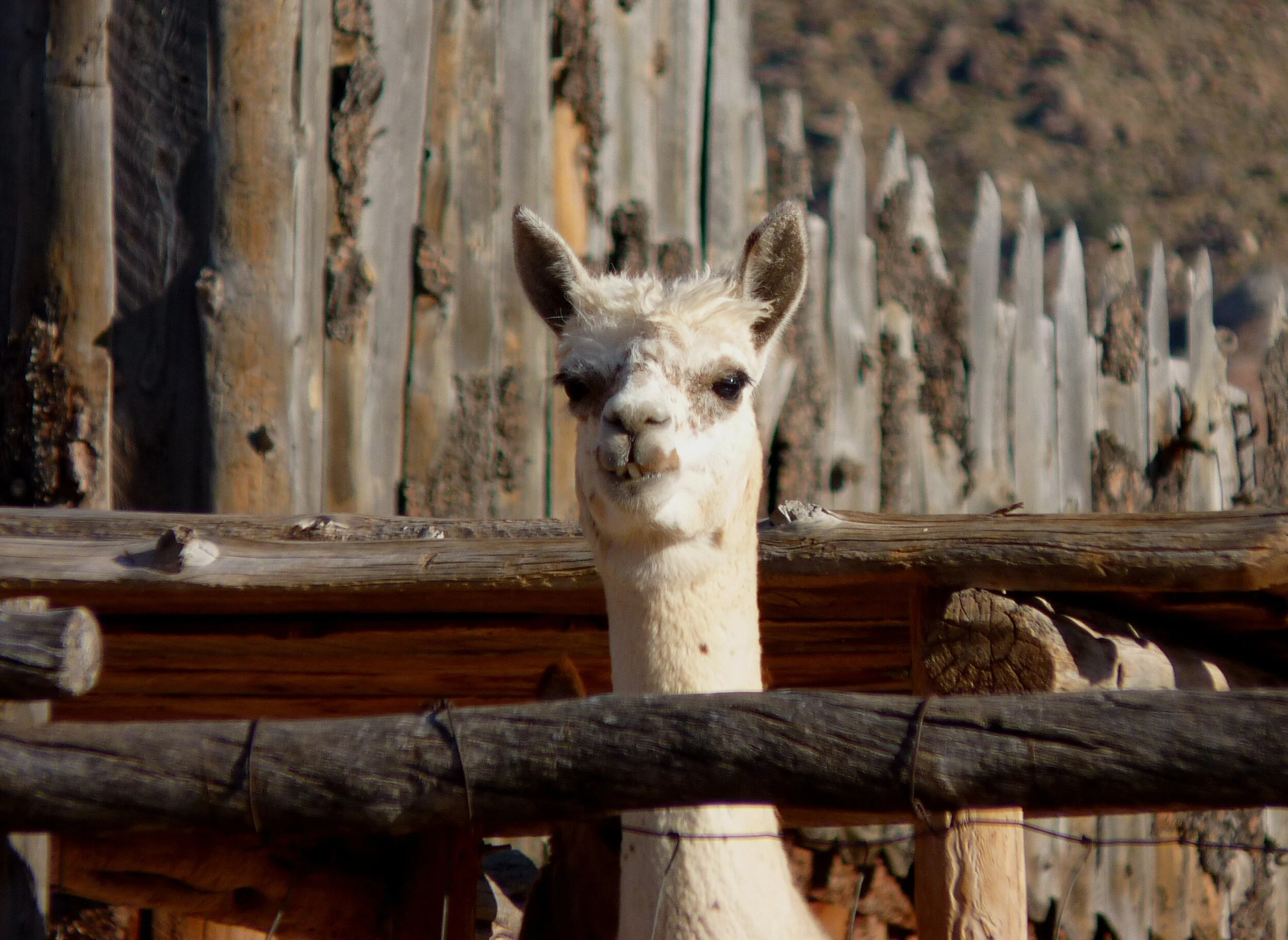 Llama
