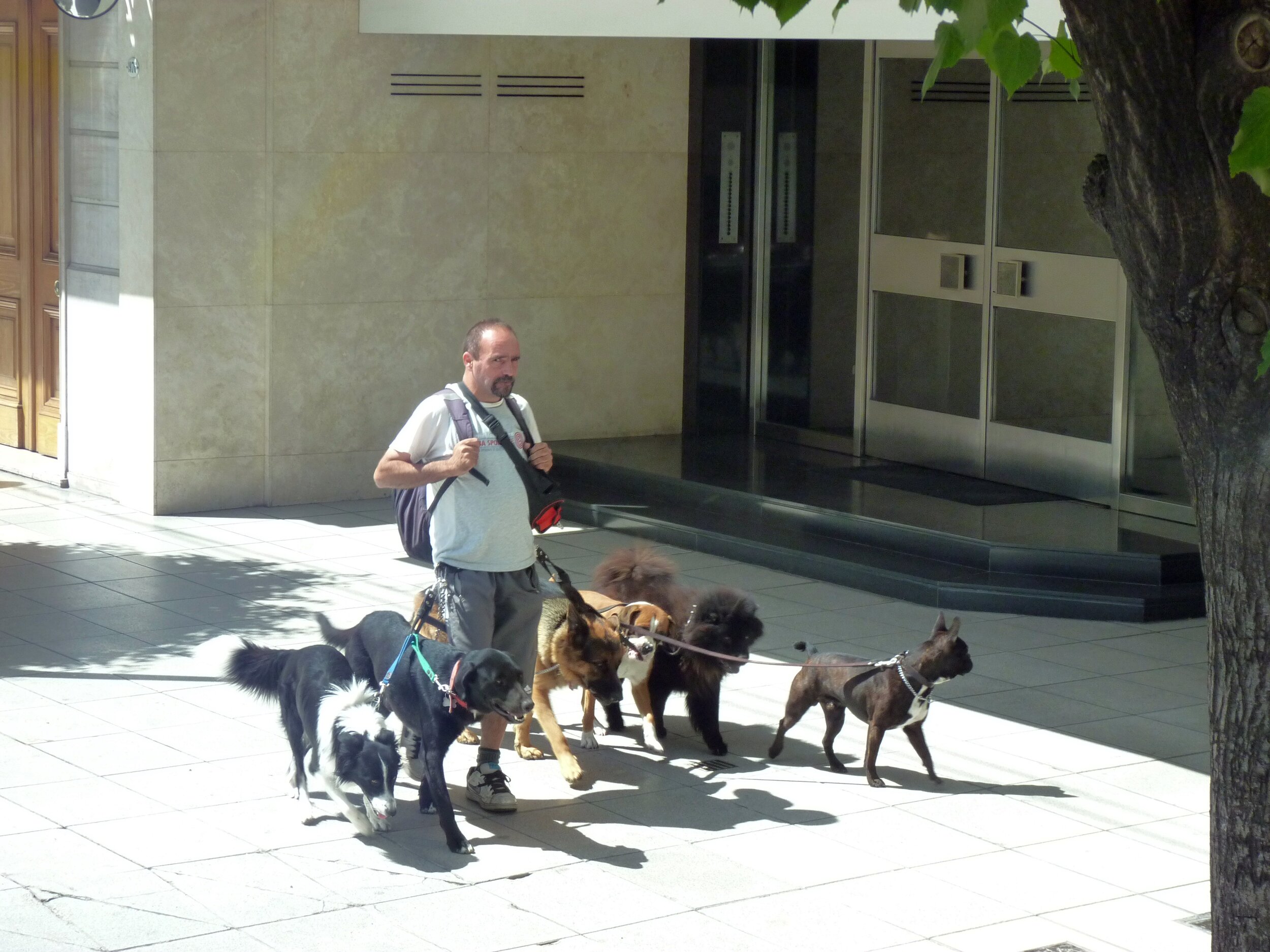 One of many dog walkers