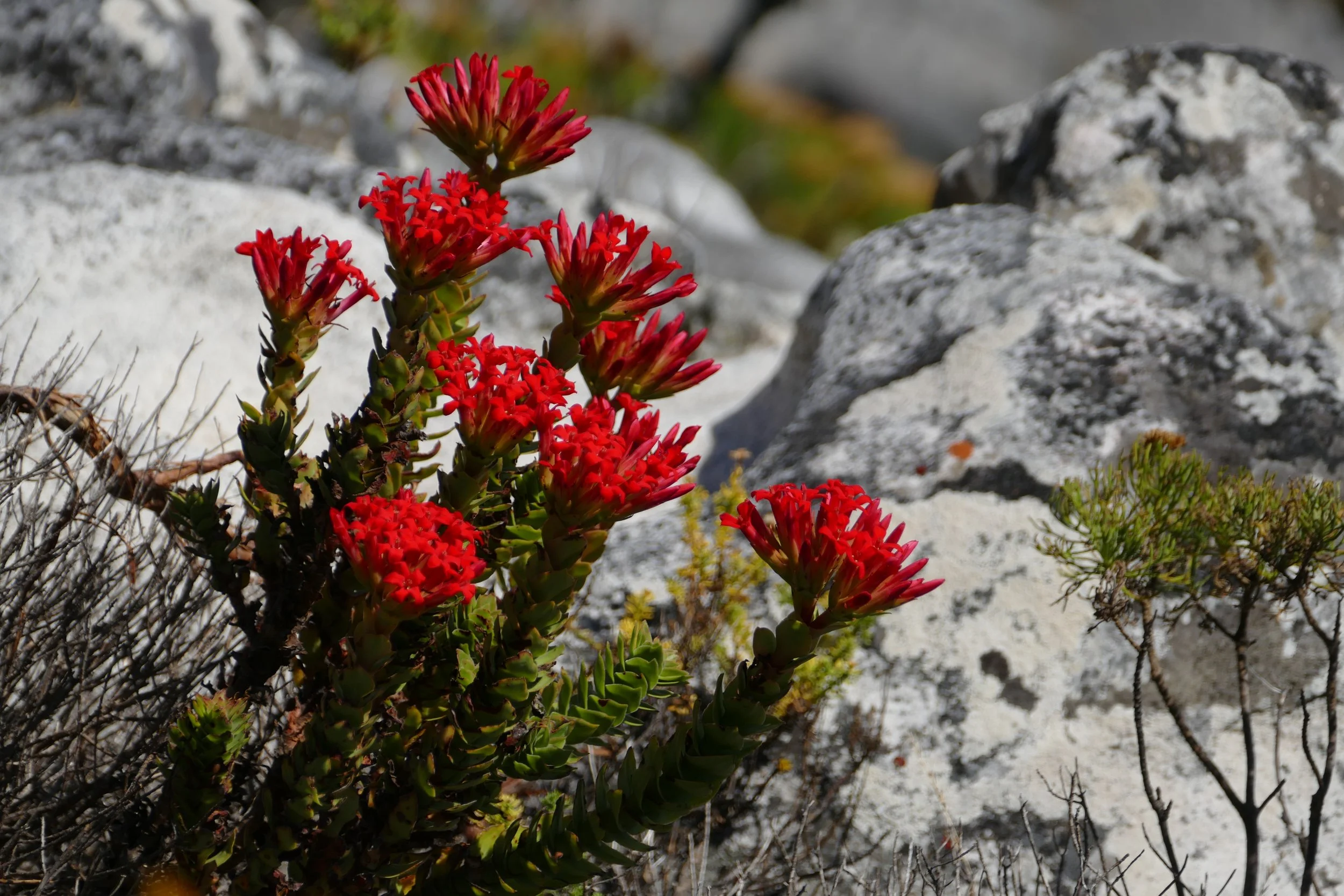  Lots of pretty flowers on top of Table Mountain 