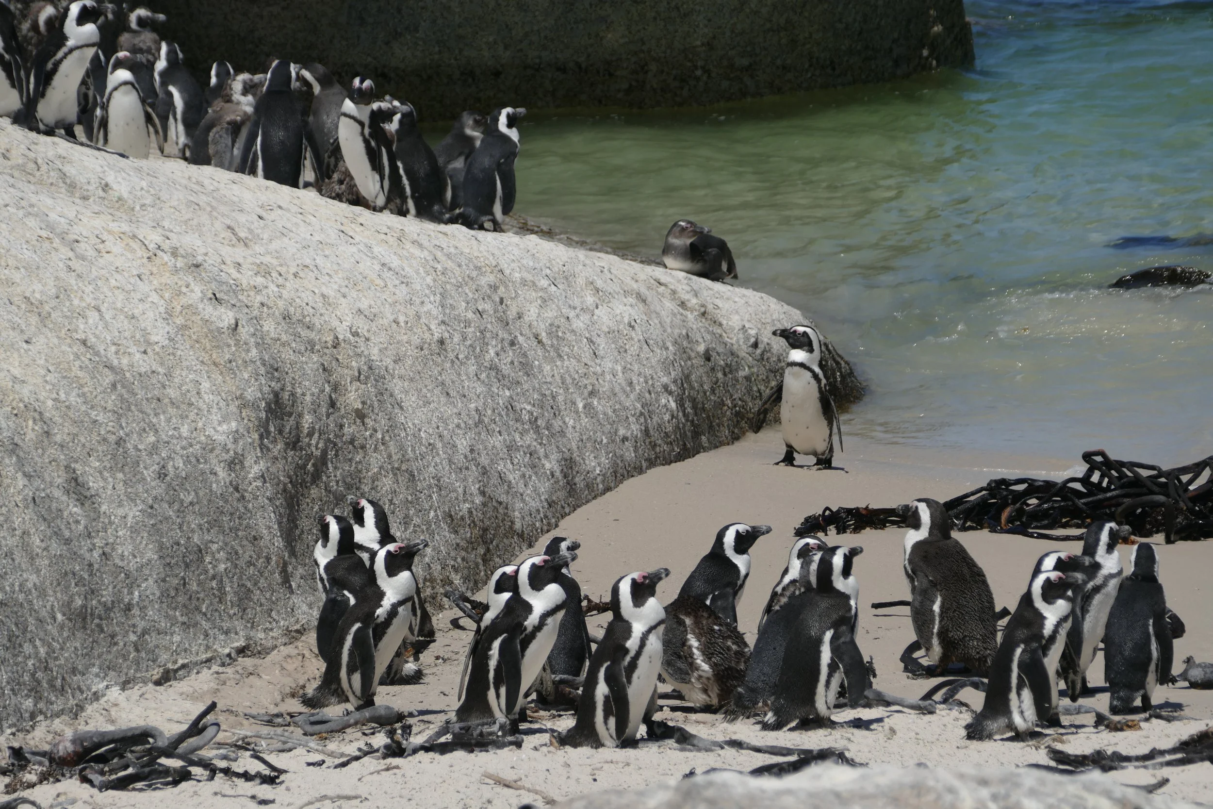   Penguin Town  