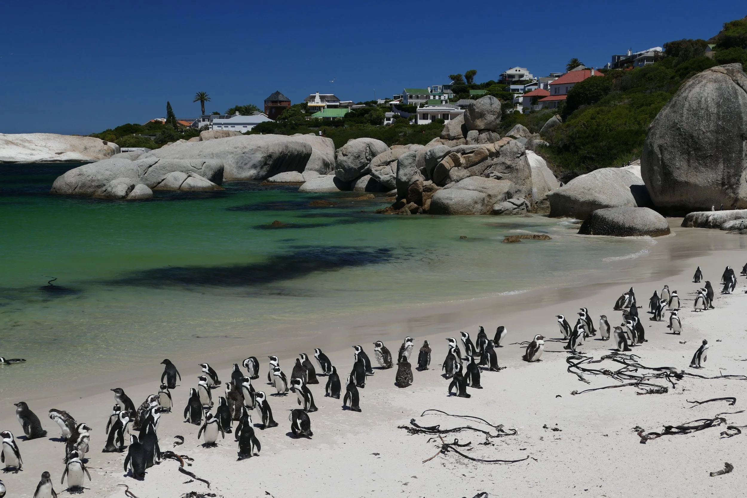   Penguin Town  