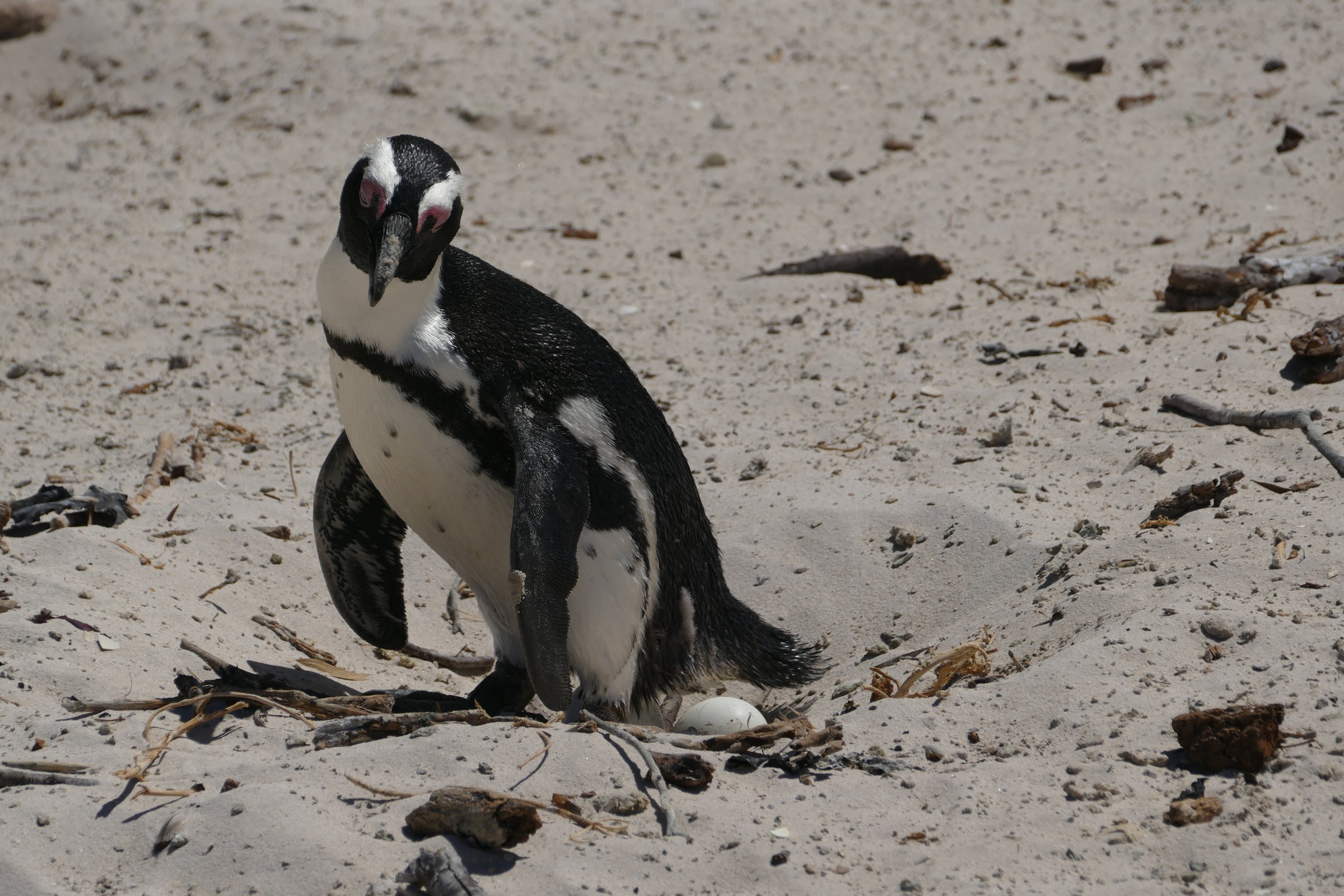   Penguin Town  
