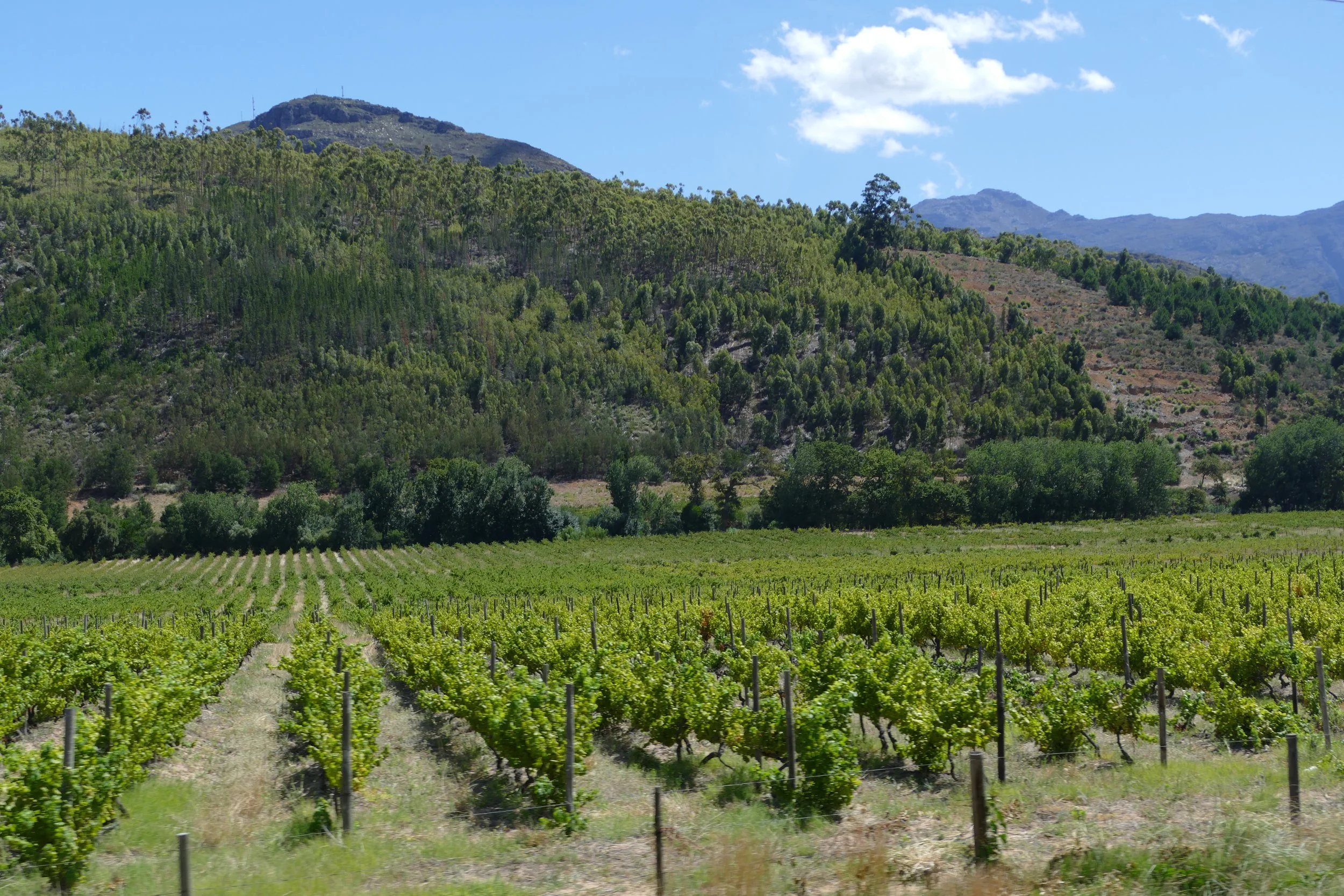   Vineyard and mountain views  