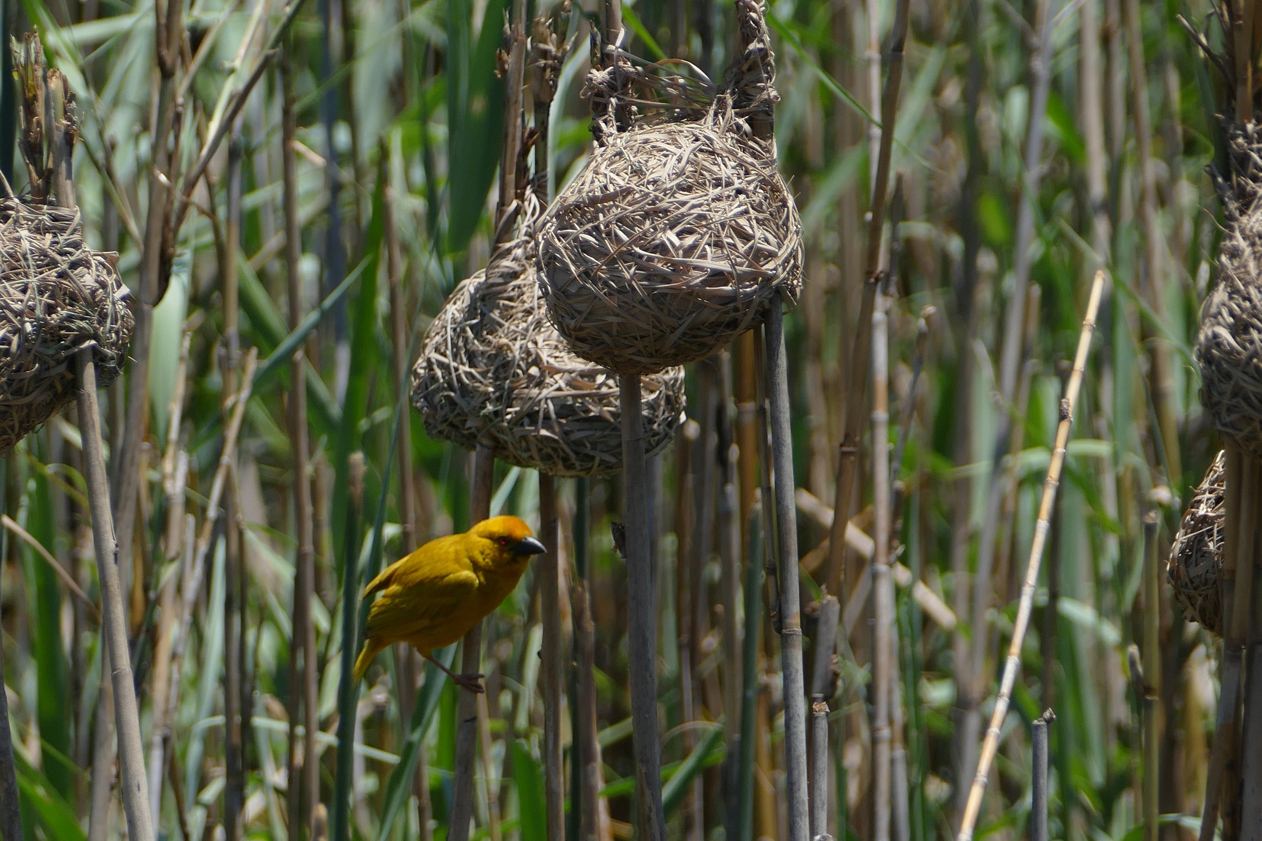  Yellow Weaver 