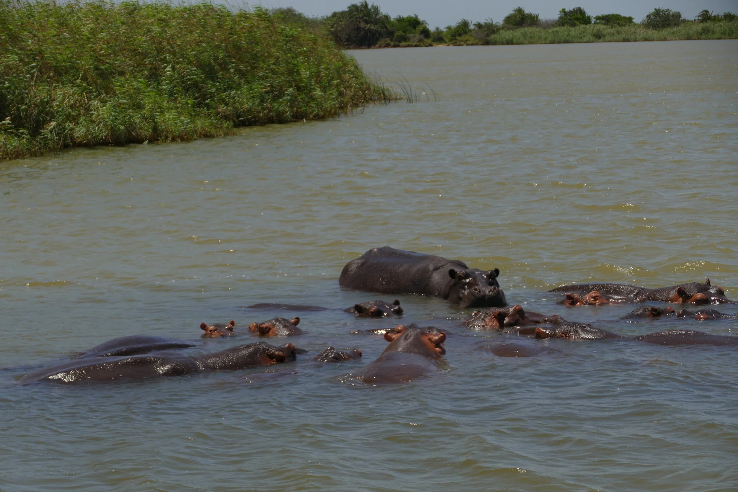  Pod of Hippos 