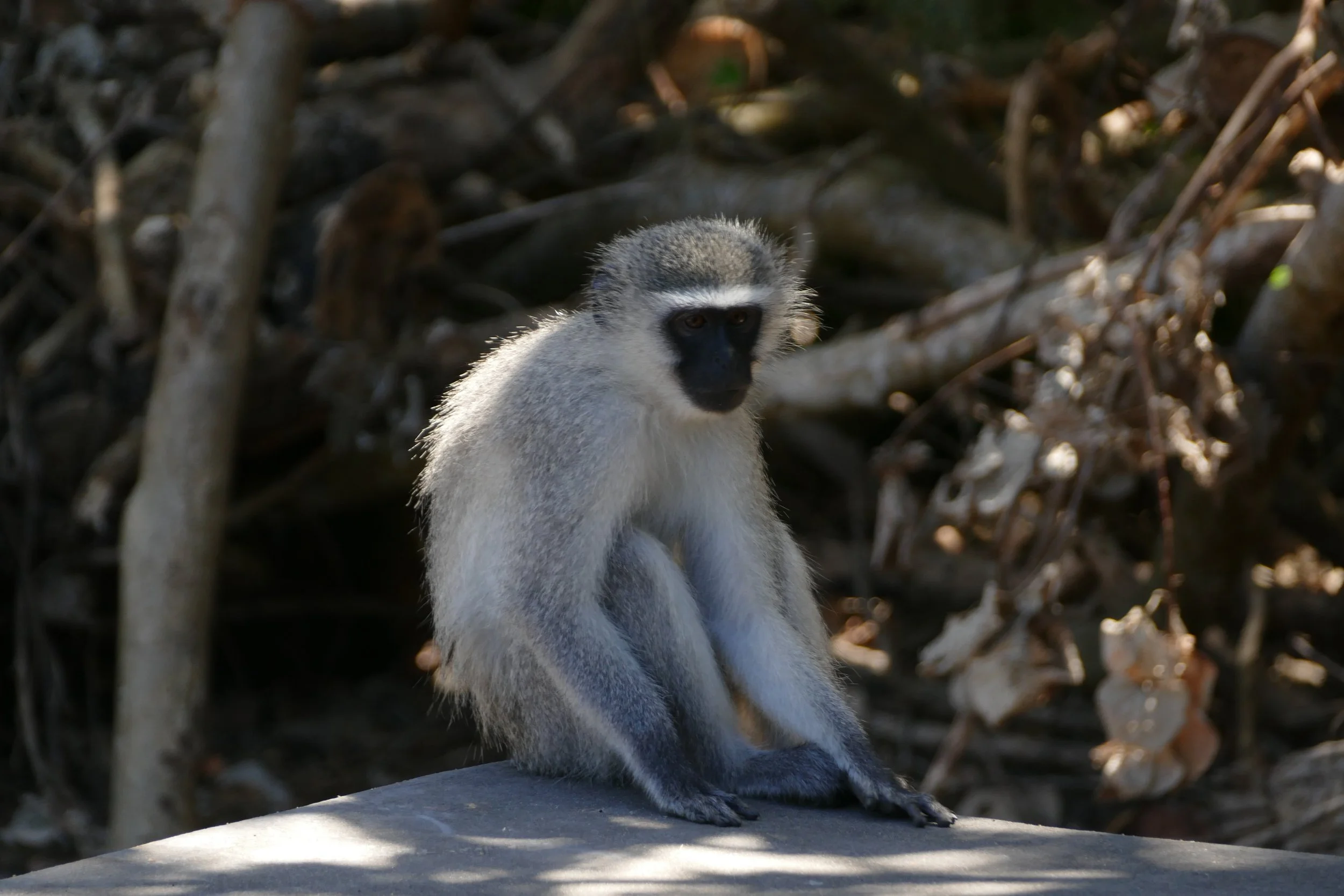  Baboon 