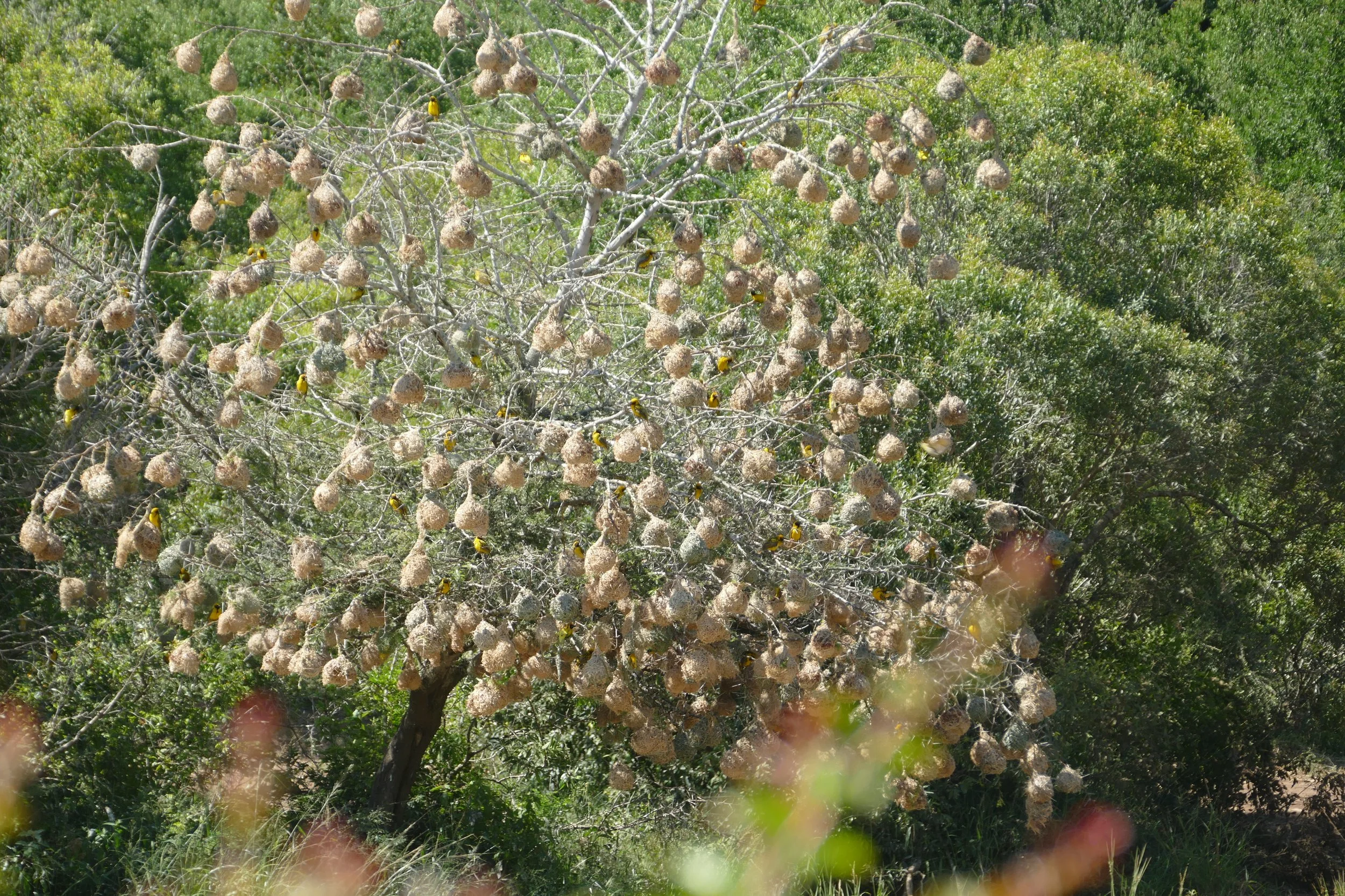  Masked Weaver Bird Tree 
