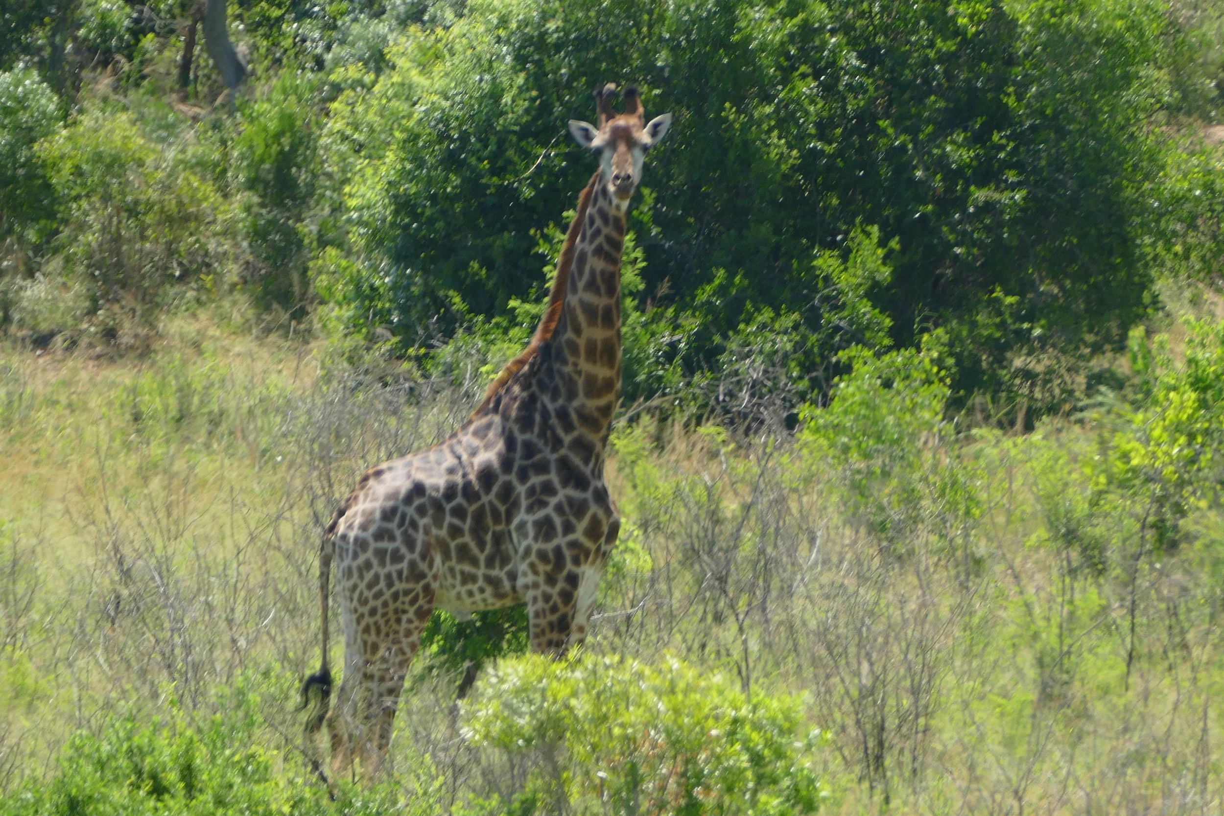  Giraffe 