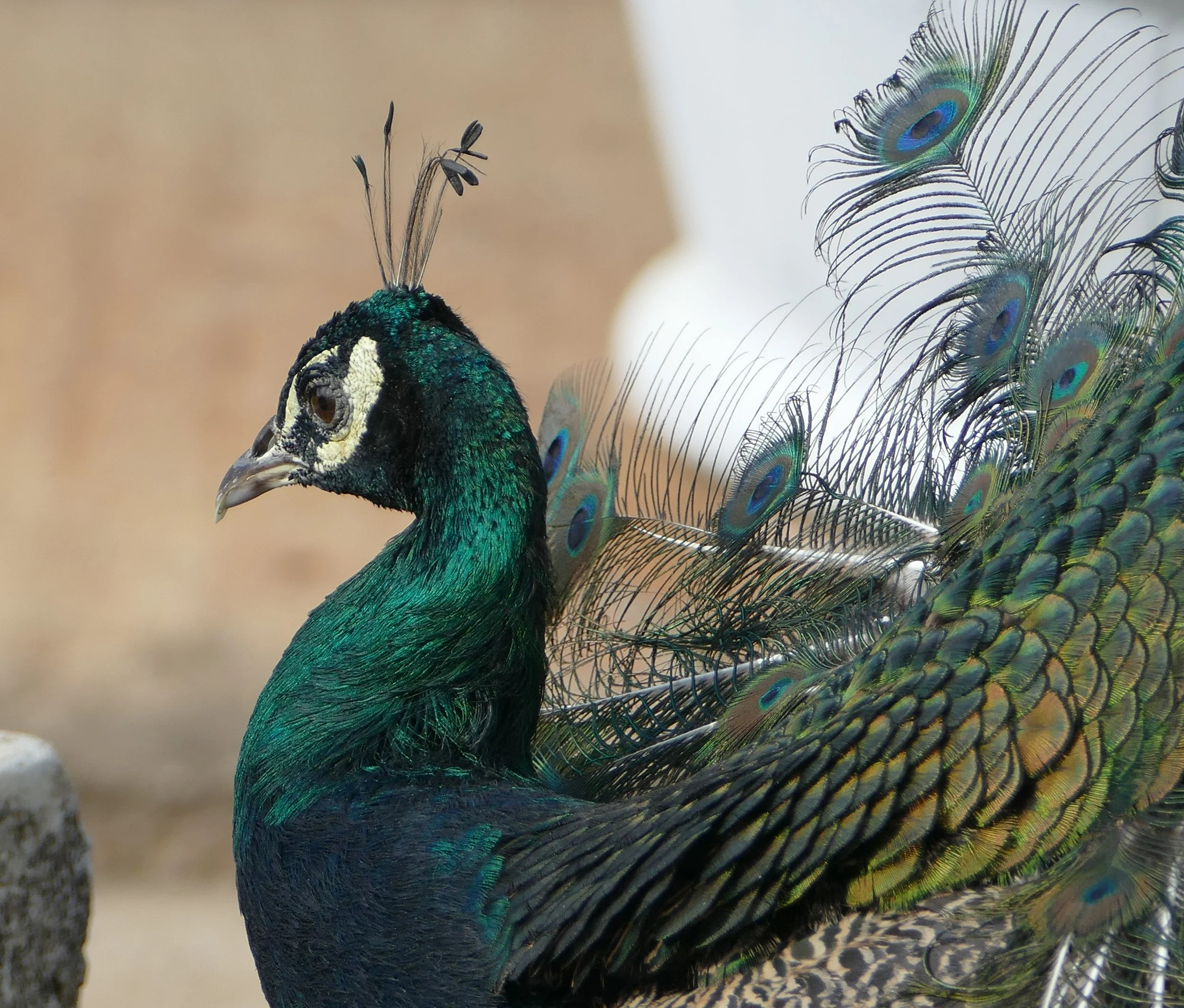  Peacock 