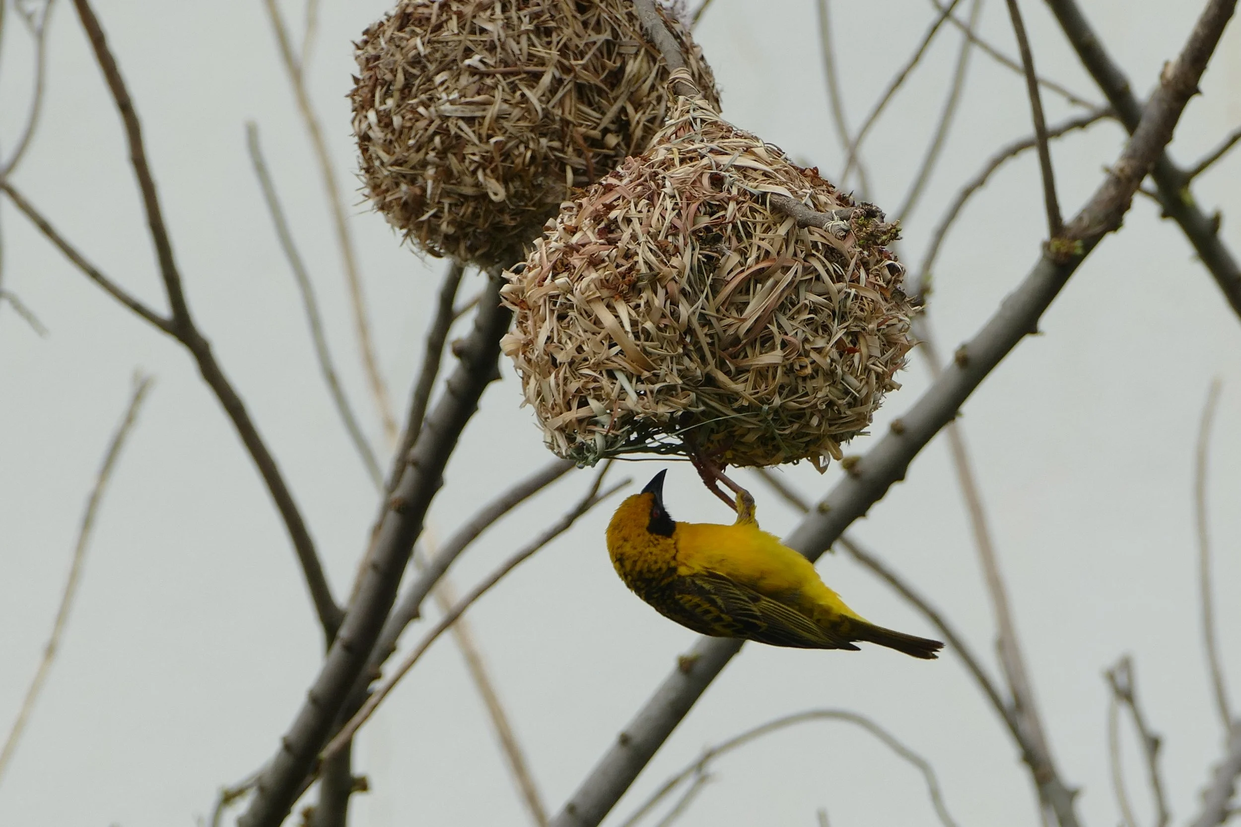  Yellow weaver 