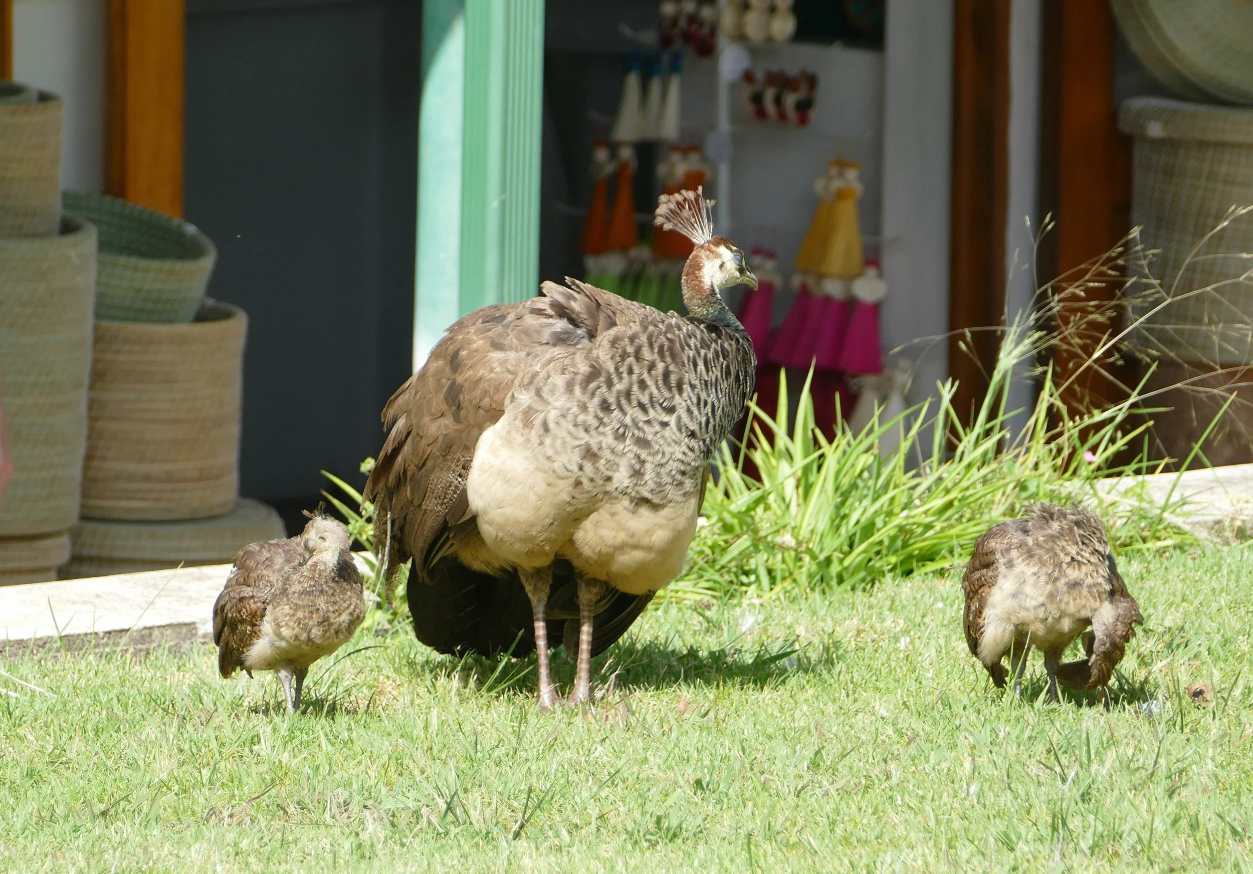  Peahen and her chicks 