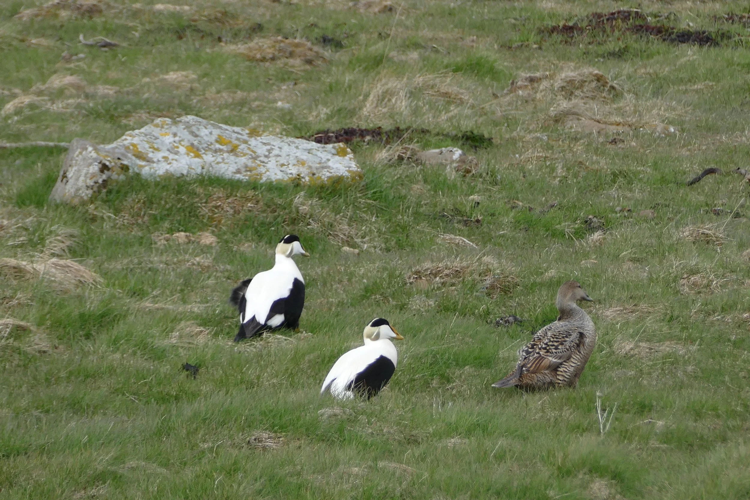  Eider Ducks 