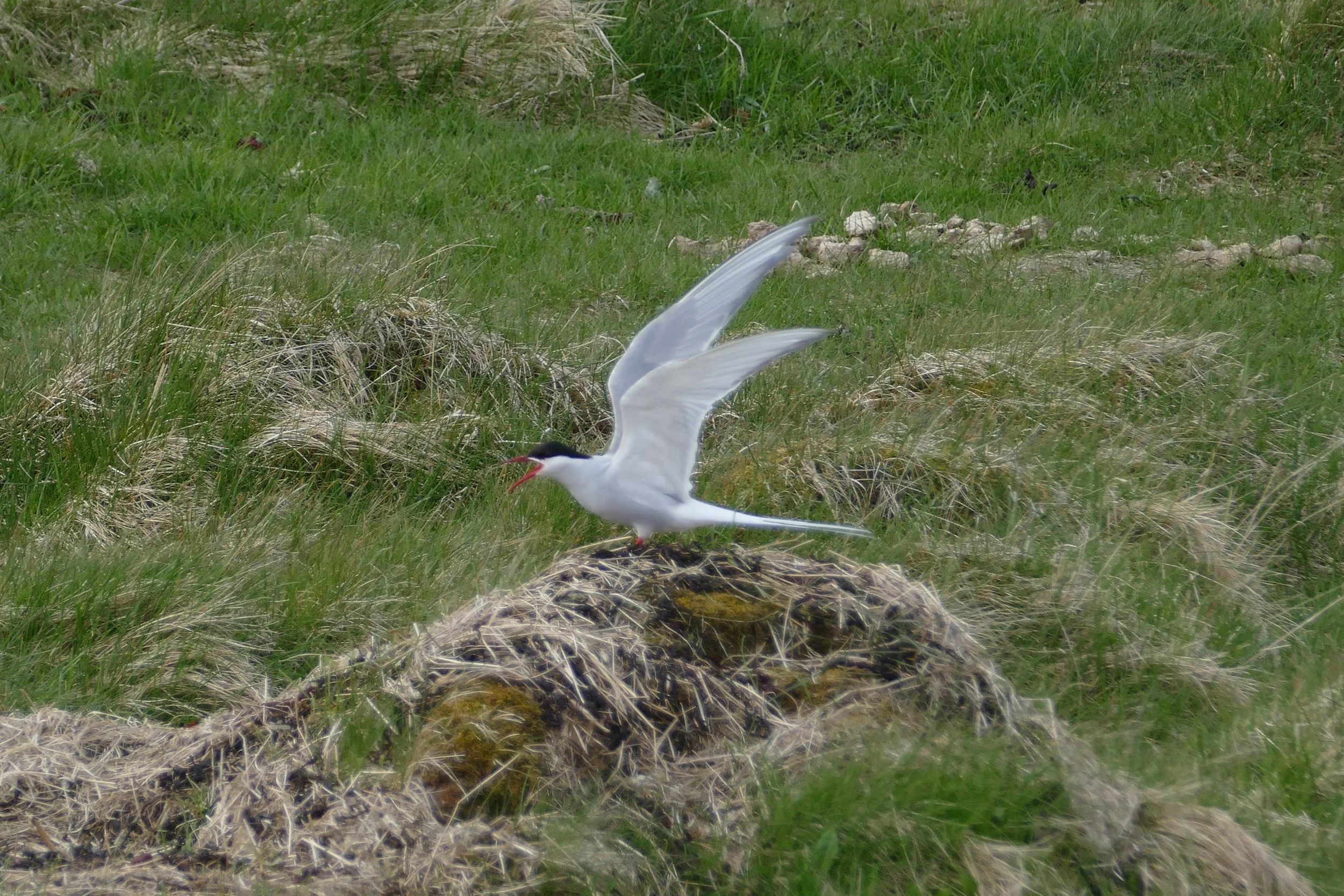  Arctic Tern 