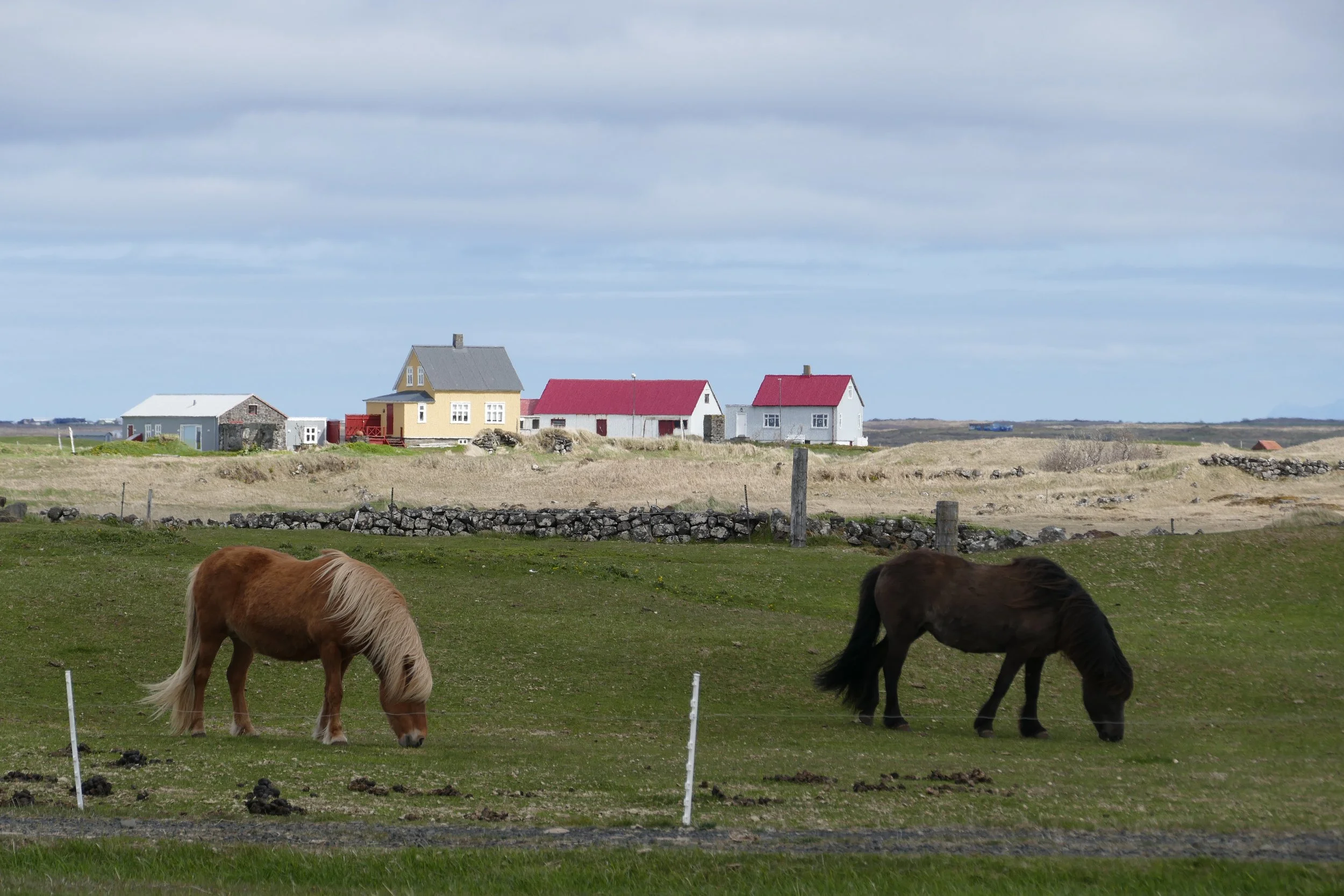  Icelandic Horses 
