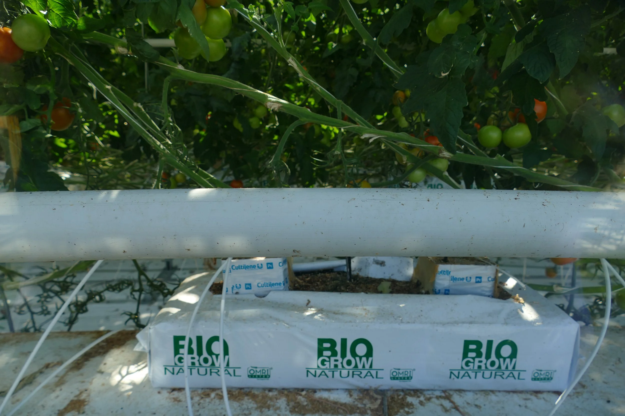  Hydroponic growth of the tomatoes 