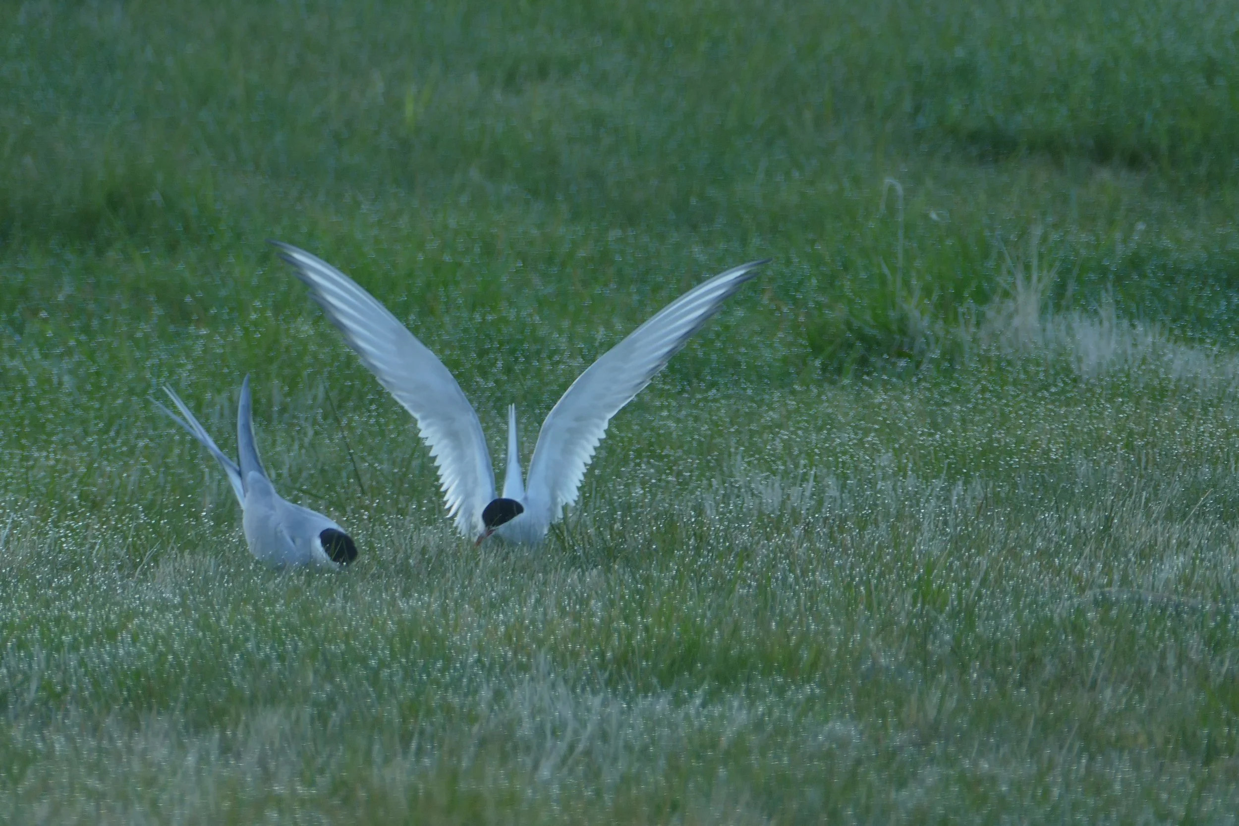  More Arctic Terns outside our guesthouse 