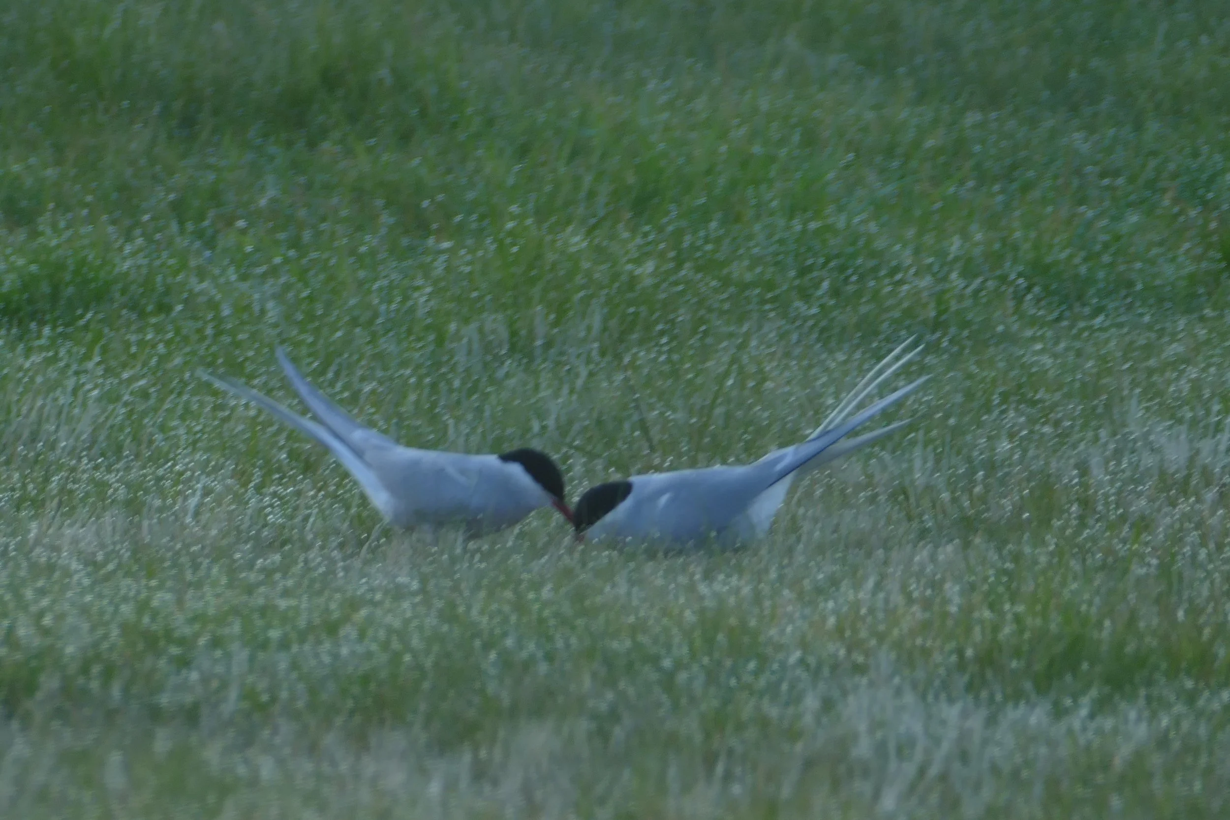  Arctic Terns 