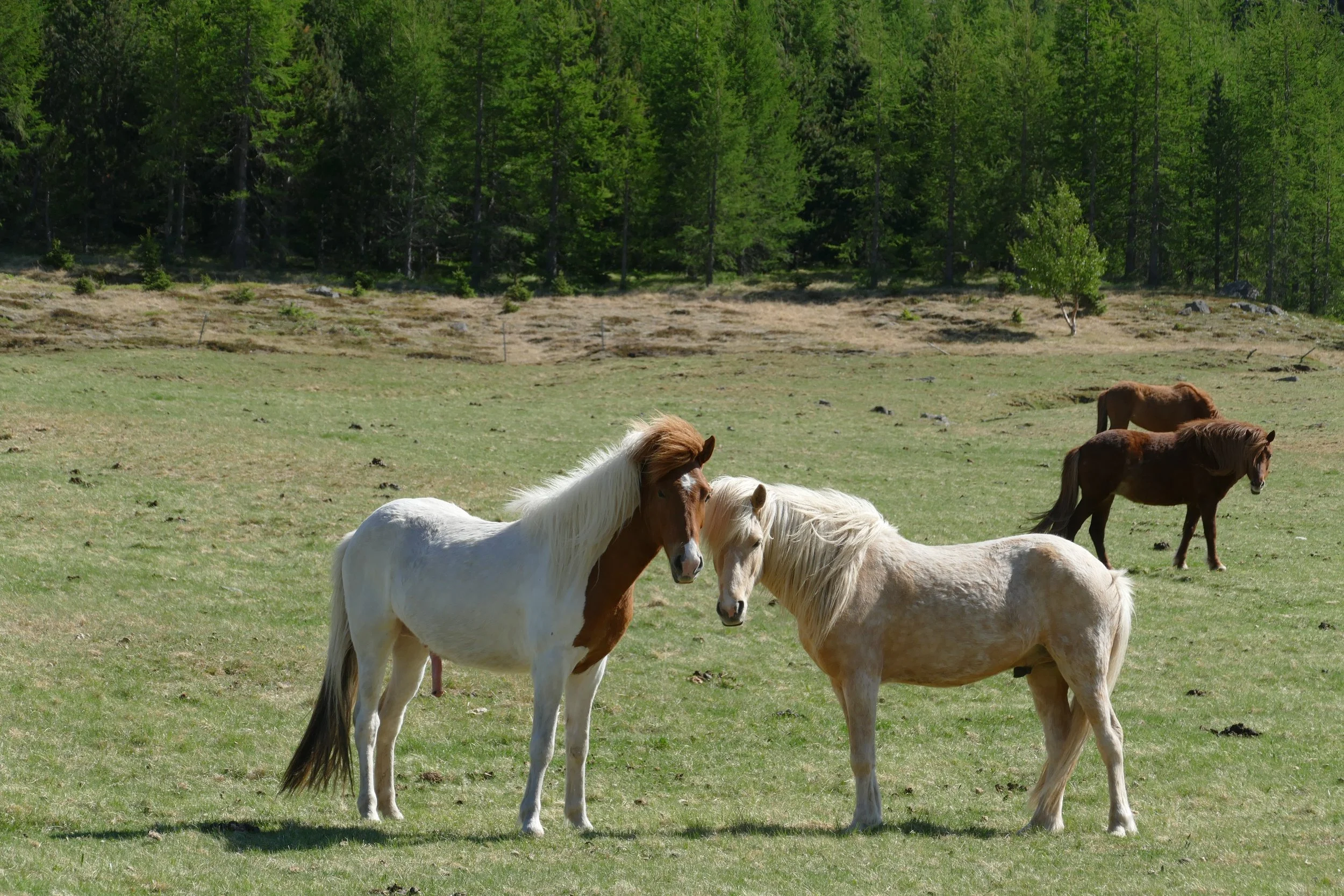  Multi-color Icelandic horses 