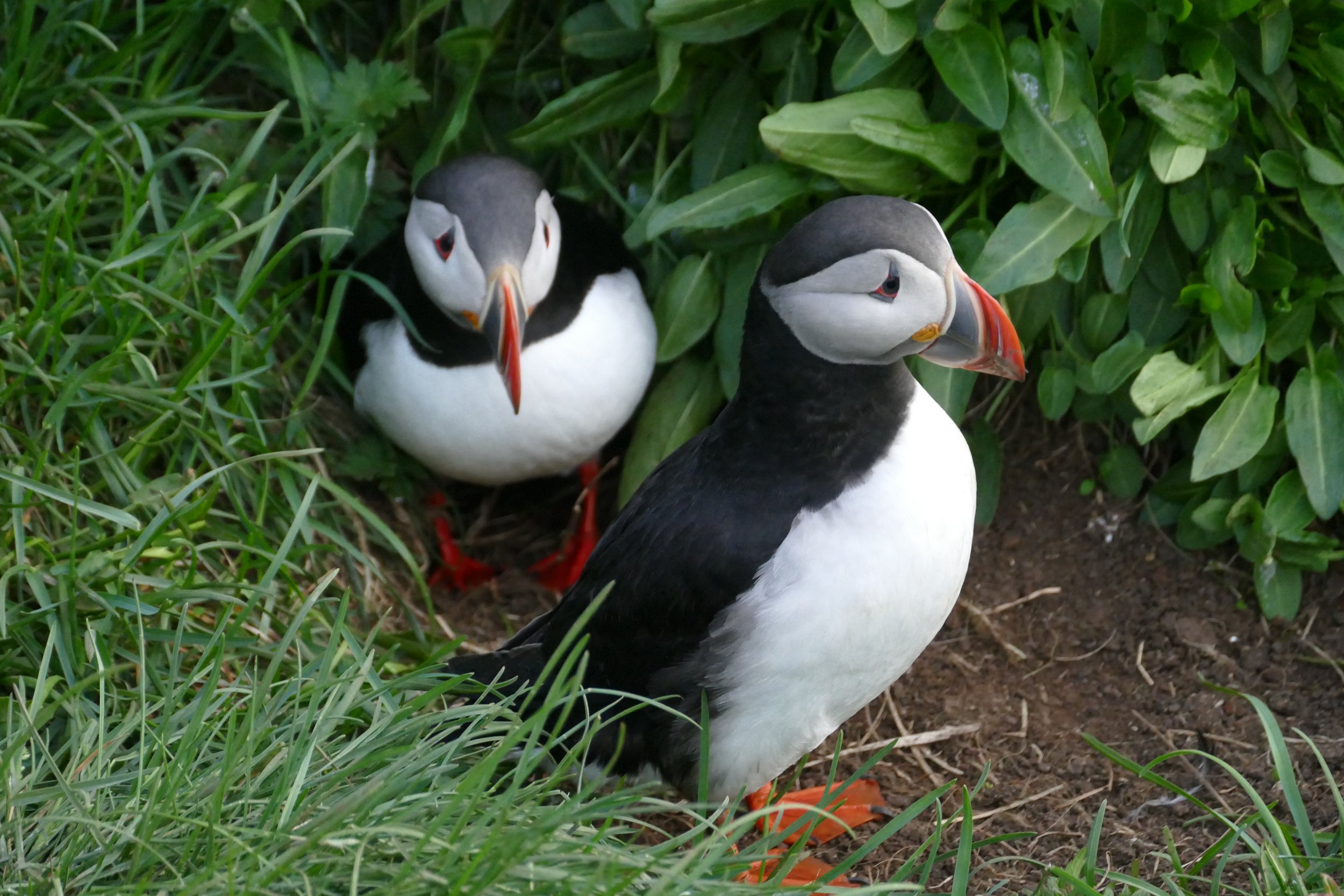  Delightful Puffins 