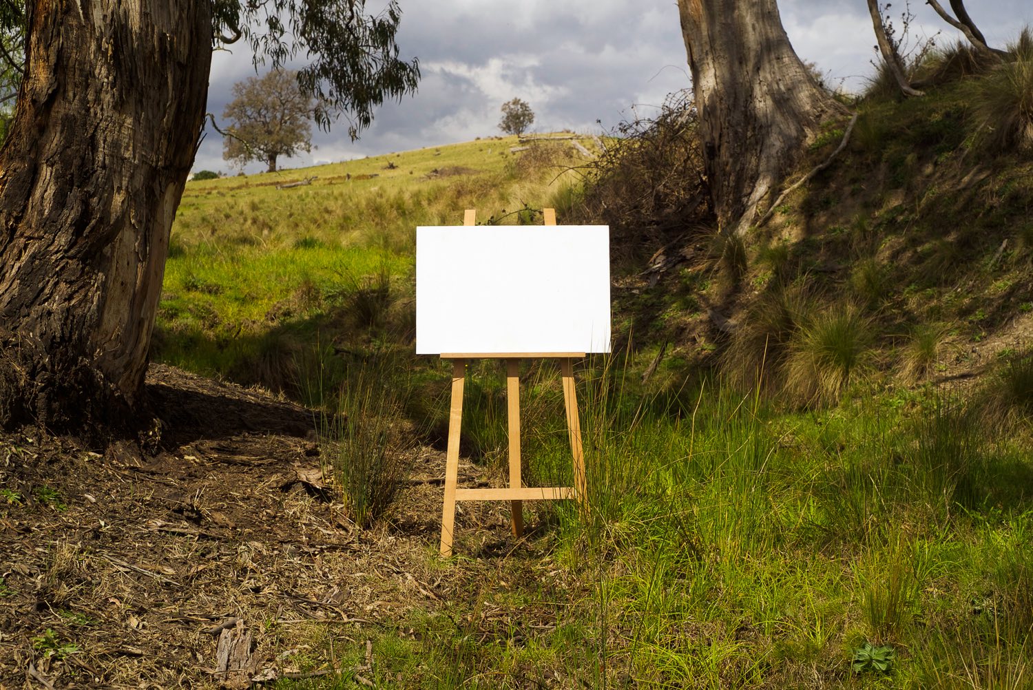 En Plein Air (looking upwards in the gully), 2014