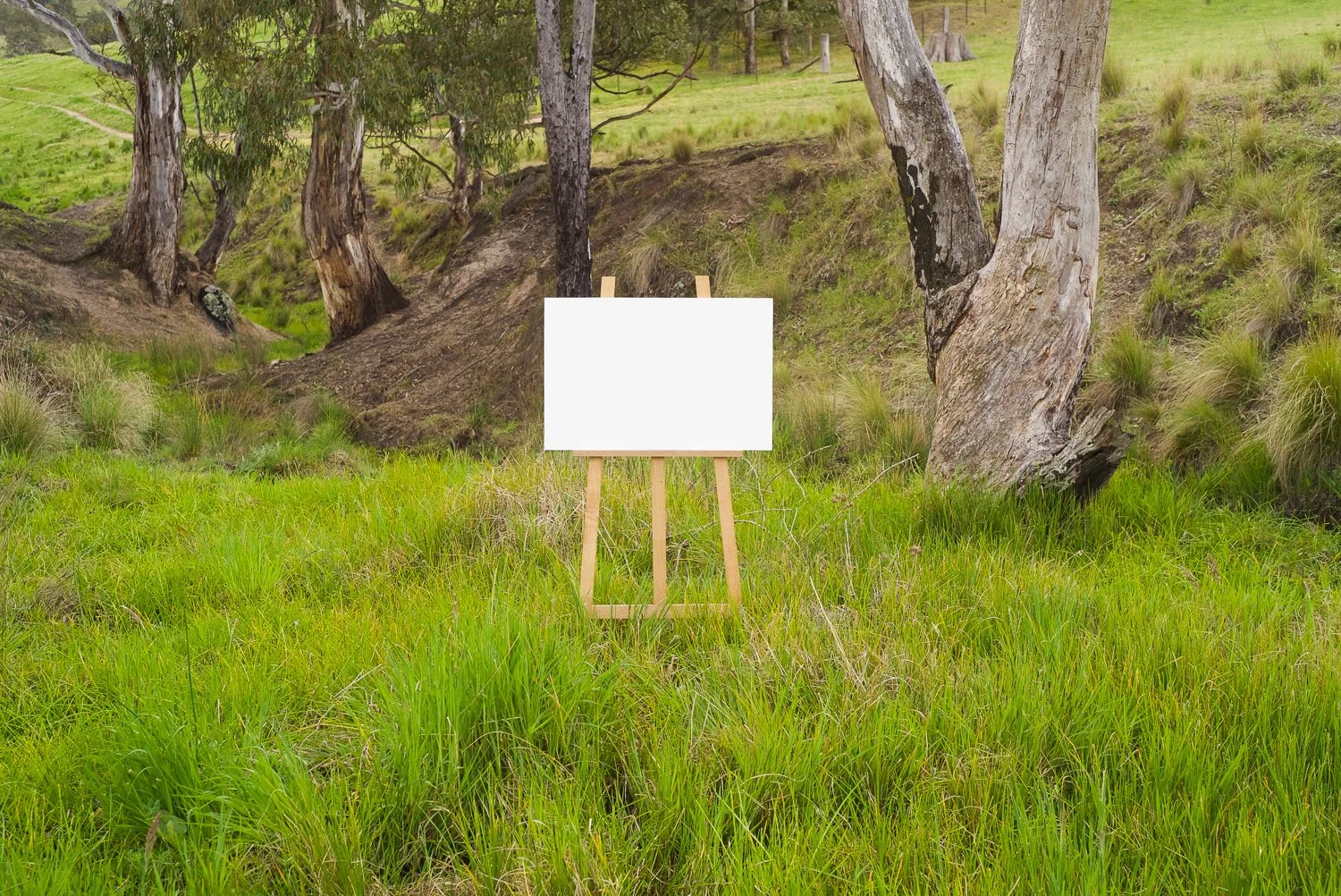 En Plein Air (looking downwards in the gully), 2014