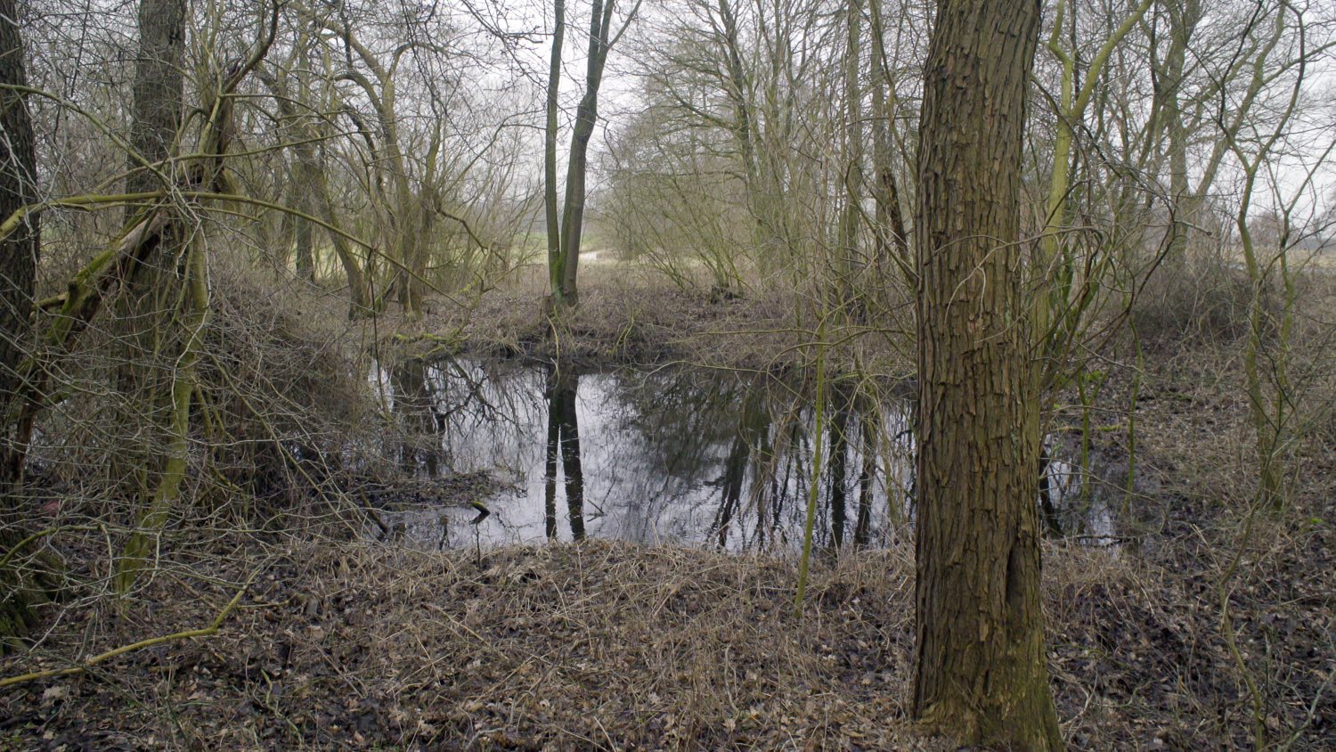 A swamp in Lower Saxony, Germany, 2017