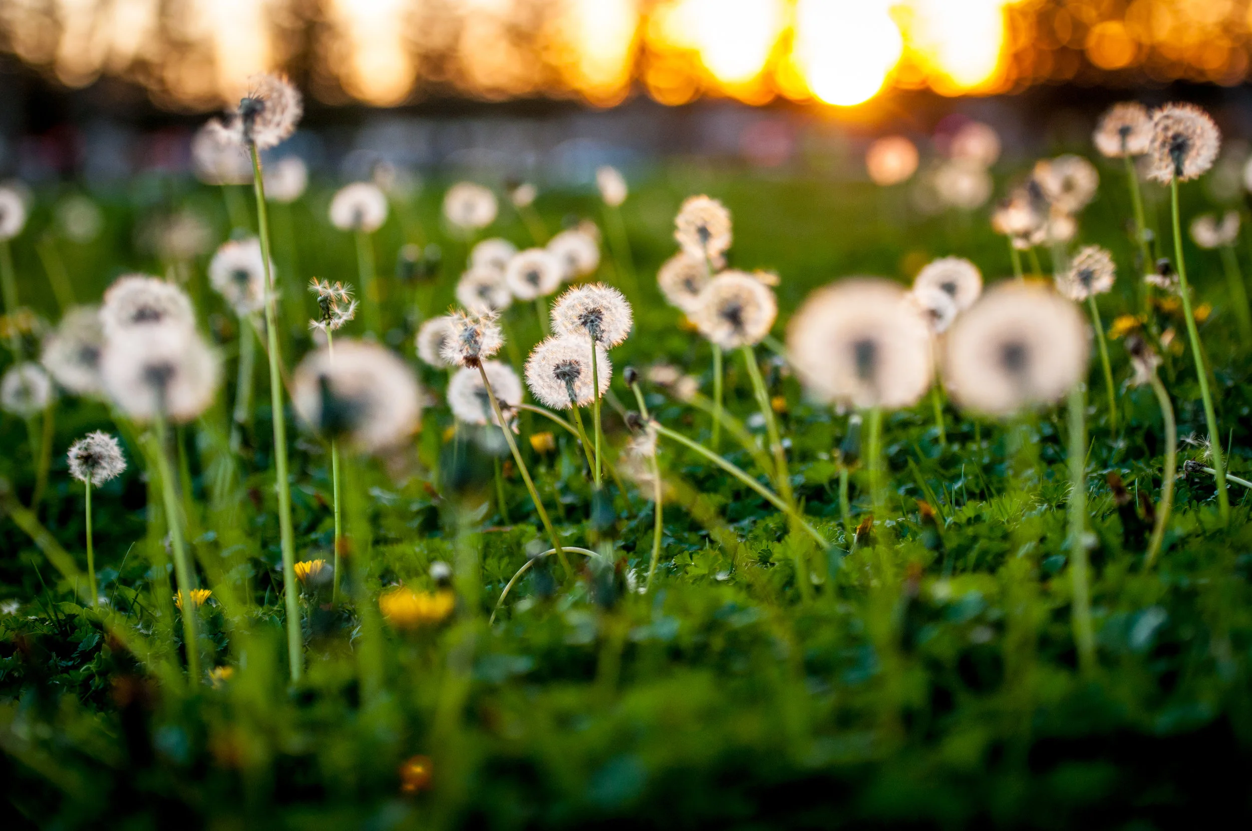 dandelion: a nomad with deep roots