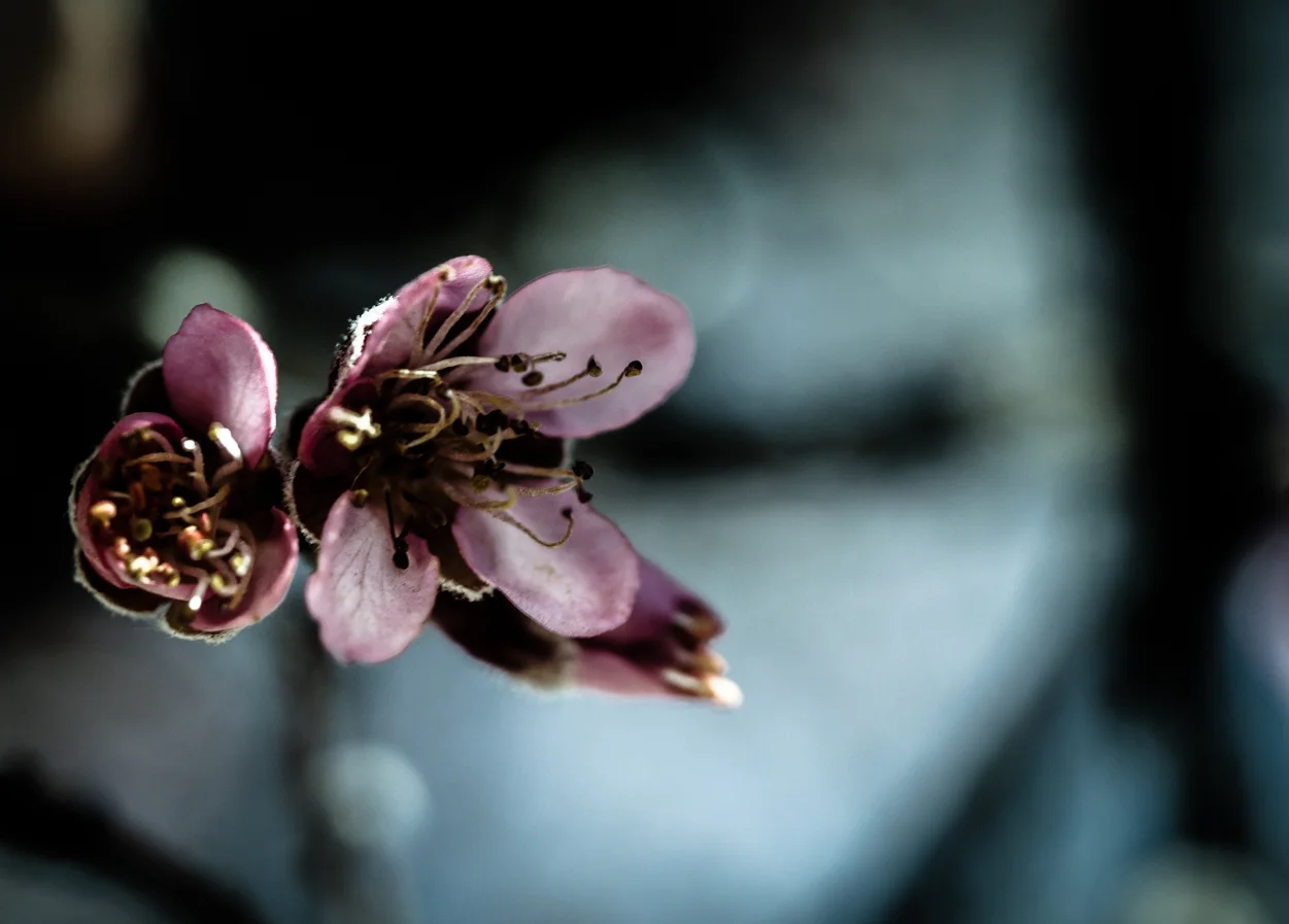 P1070825-2.jpg