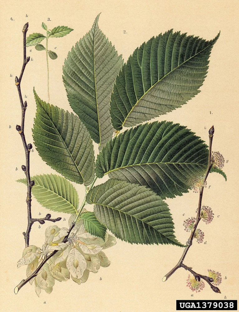 ulmus-glabra-le-zborzan.jpg