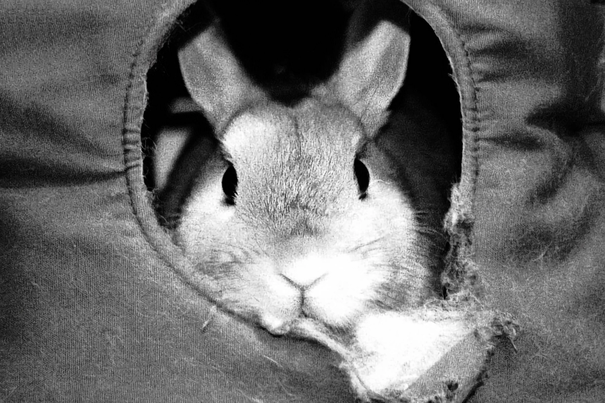 20050407 Pyuck BW.jpg