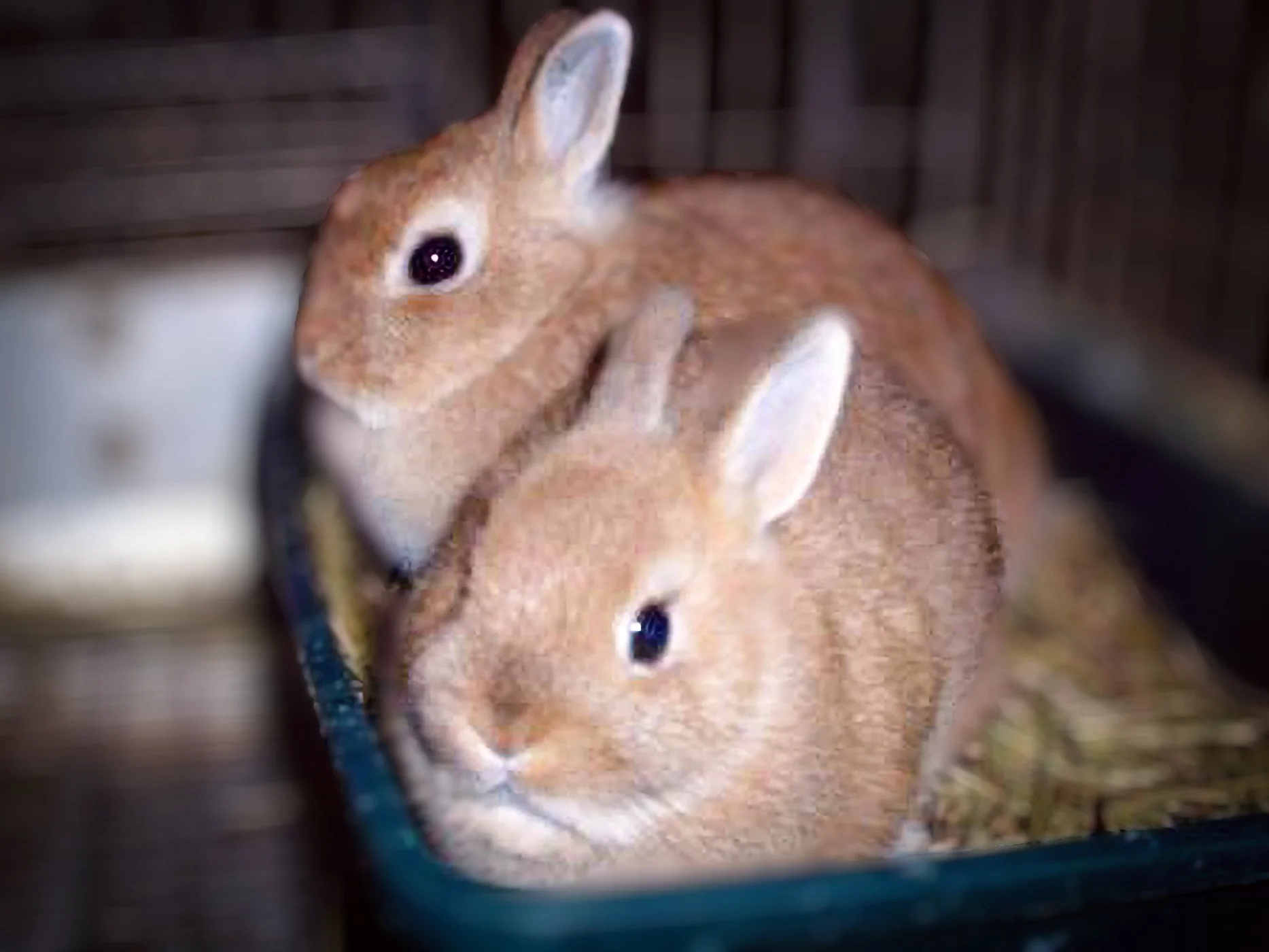 AF 2003 0401 Pyuck's Mom Sis.jpg