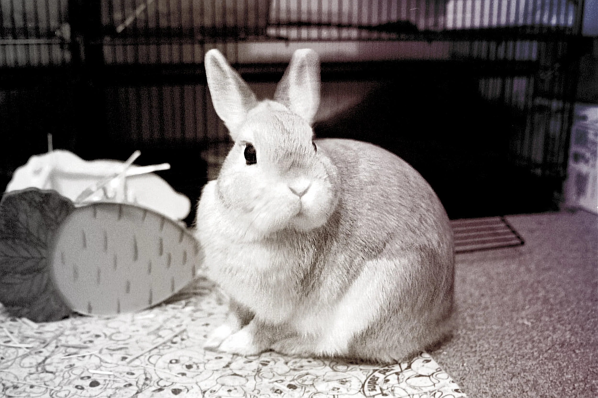 AF 20050407 Pyuck by the hay rack.jpg