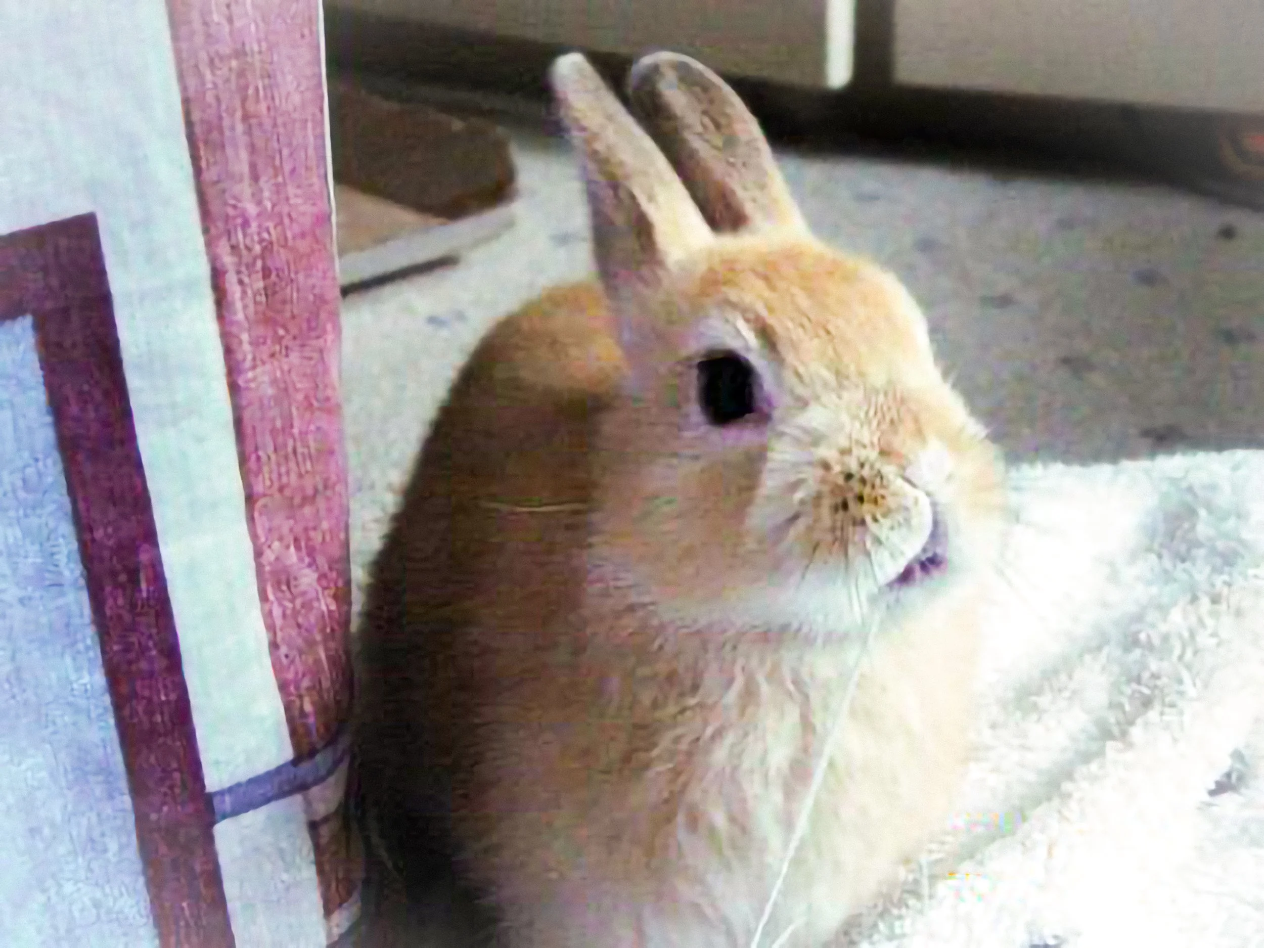 AF 20030517 Pyuck Chewing Towel.jpg