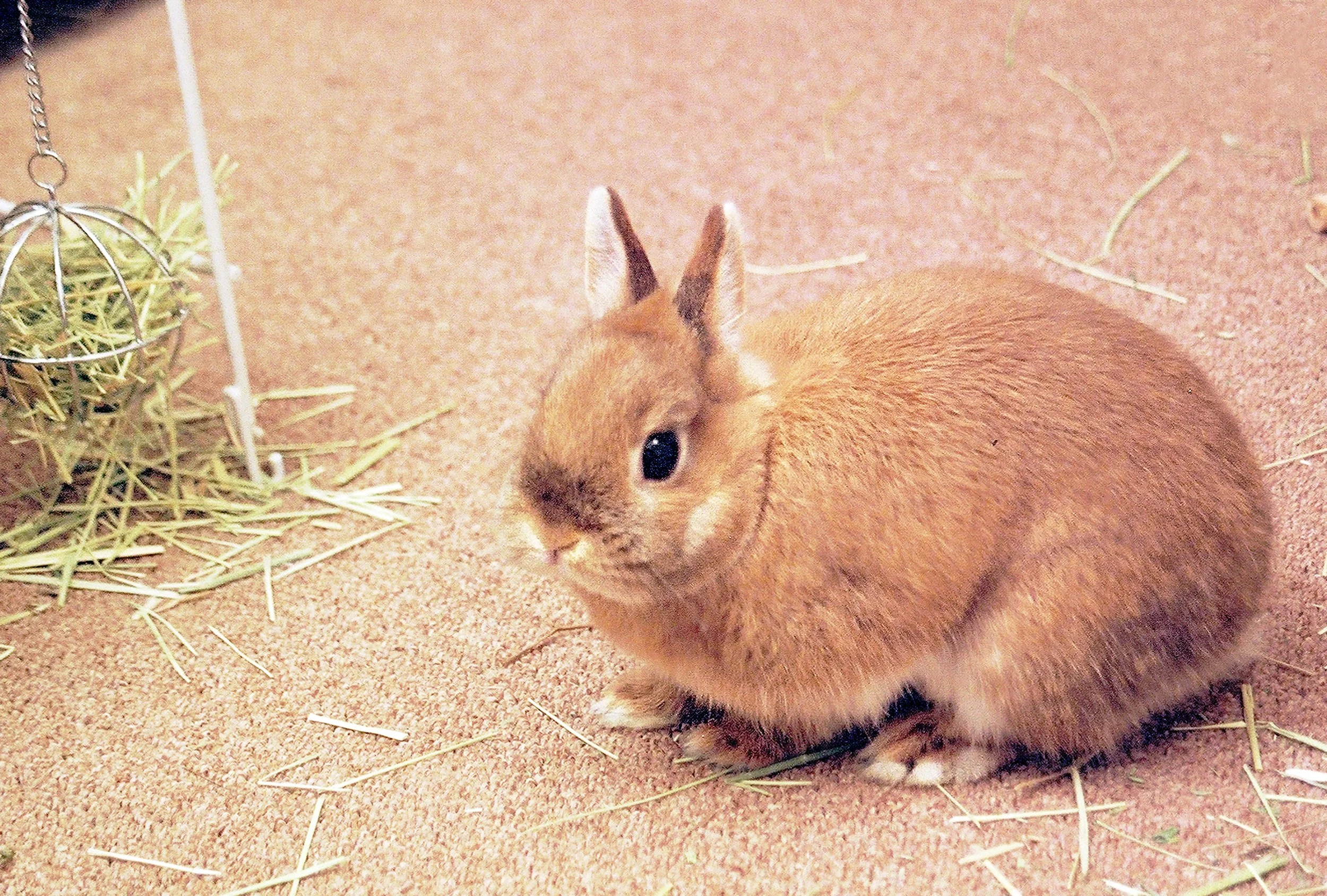 AF 20050526 Riibi 1036.jpg