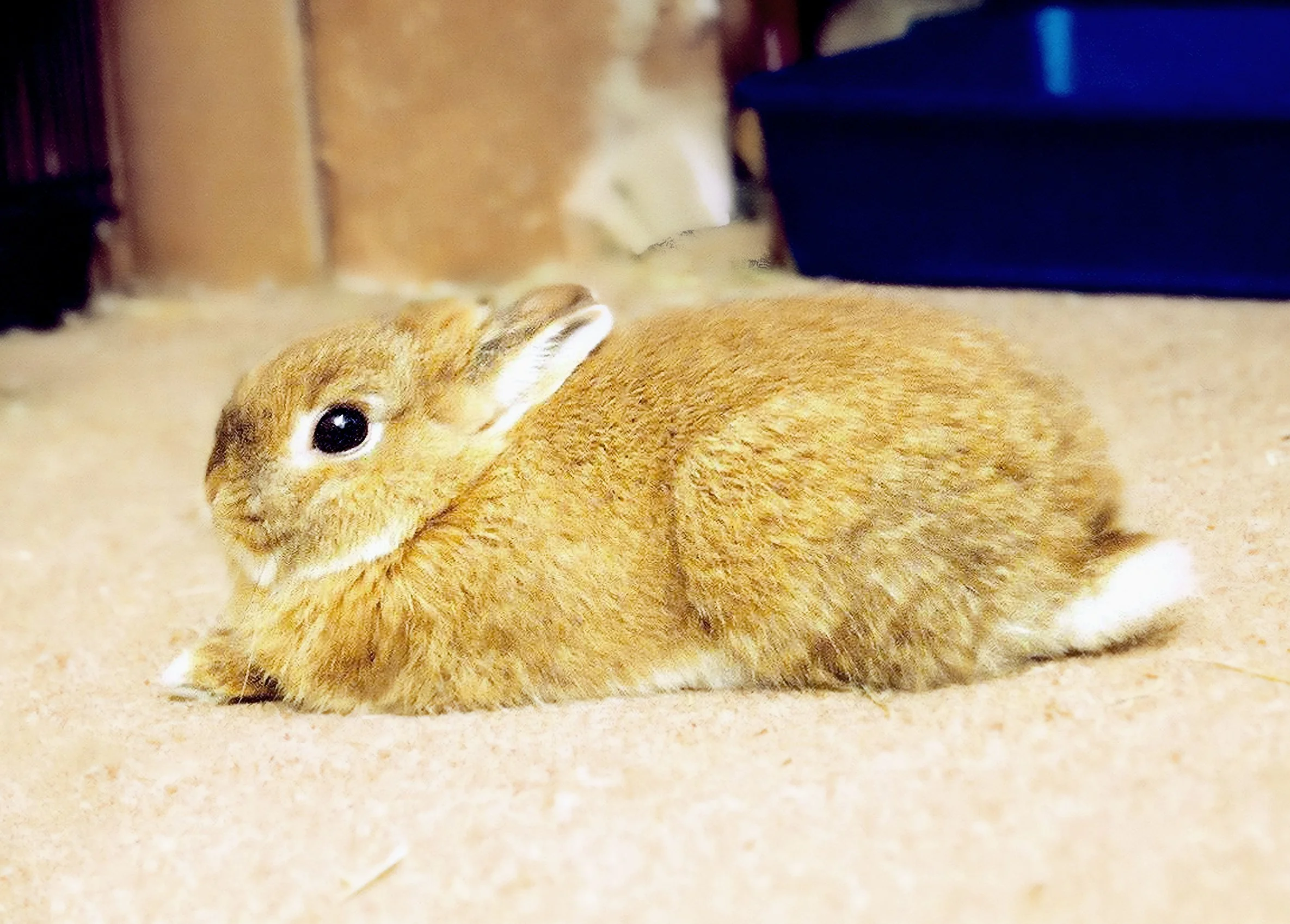 AF 20050526 Riibi Sphinx.jpg