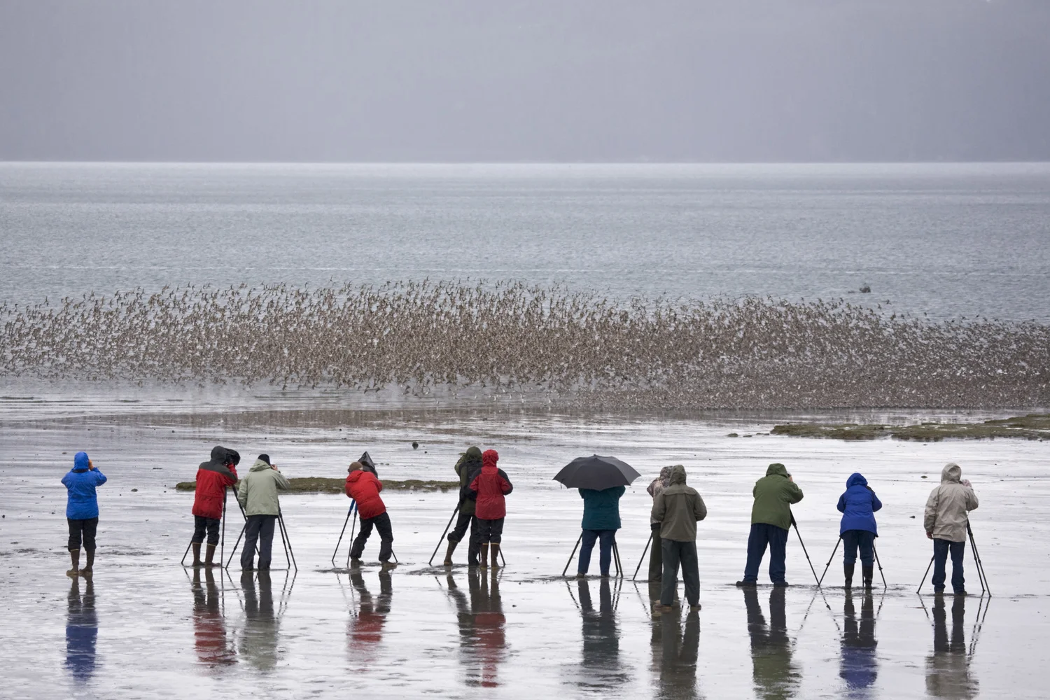 Fishstix charters will be offering daily trips (time dependant on tide) to the barrier islands for premier shorebird viewing. view our rates page for more info and contact us today to book your 2019 shorebird adventure. For more information on shorebird festival activities please visit https://www.coppershorebird.com/