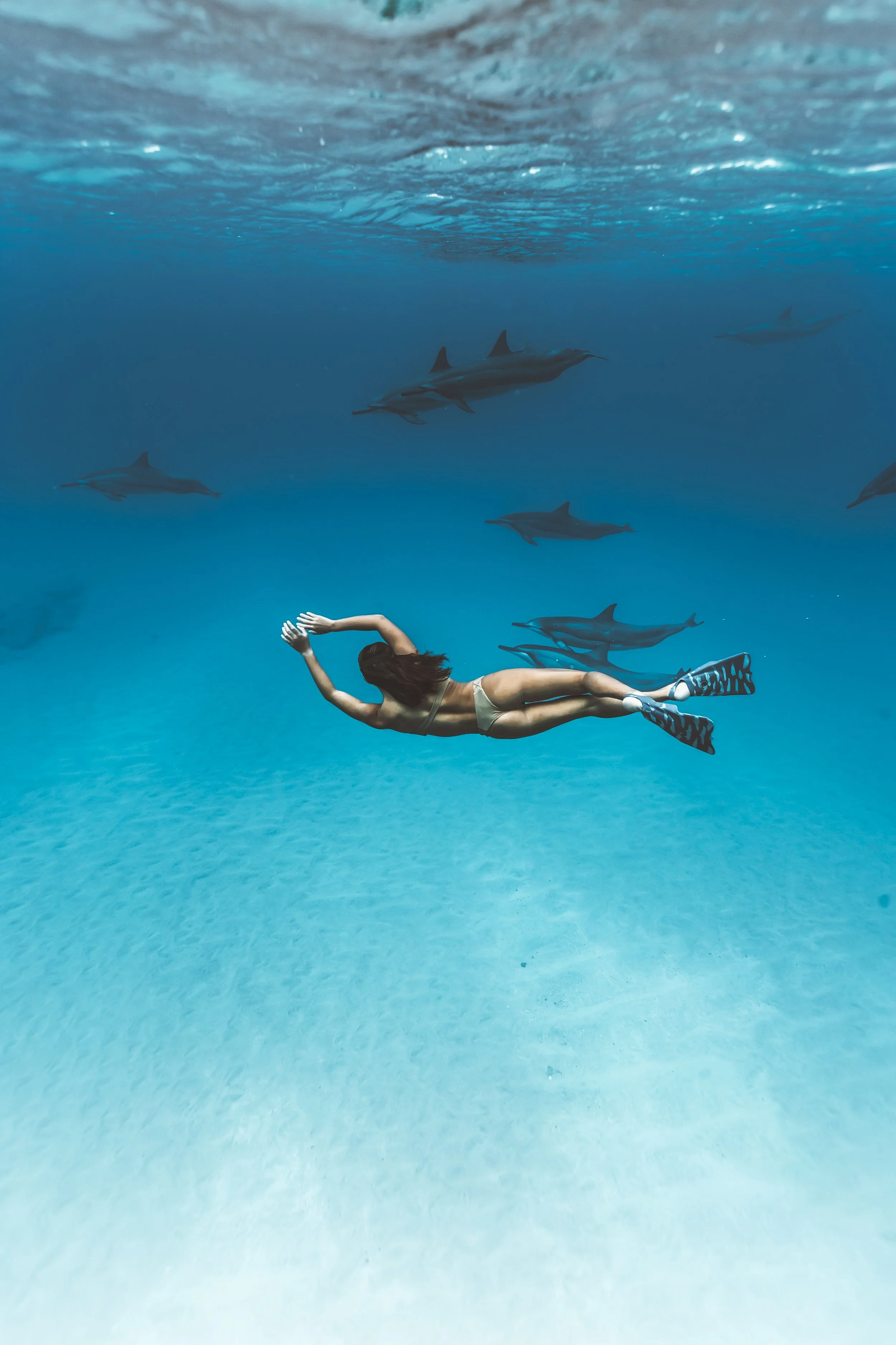 tommypierucki_fineartprint_waikiki_dolphins_and_diver.jpg