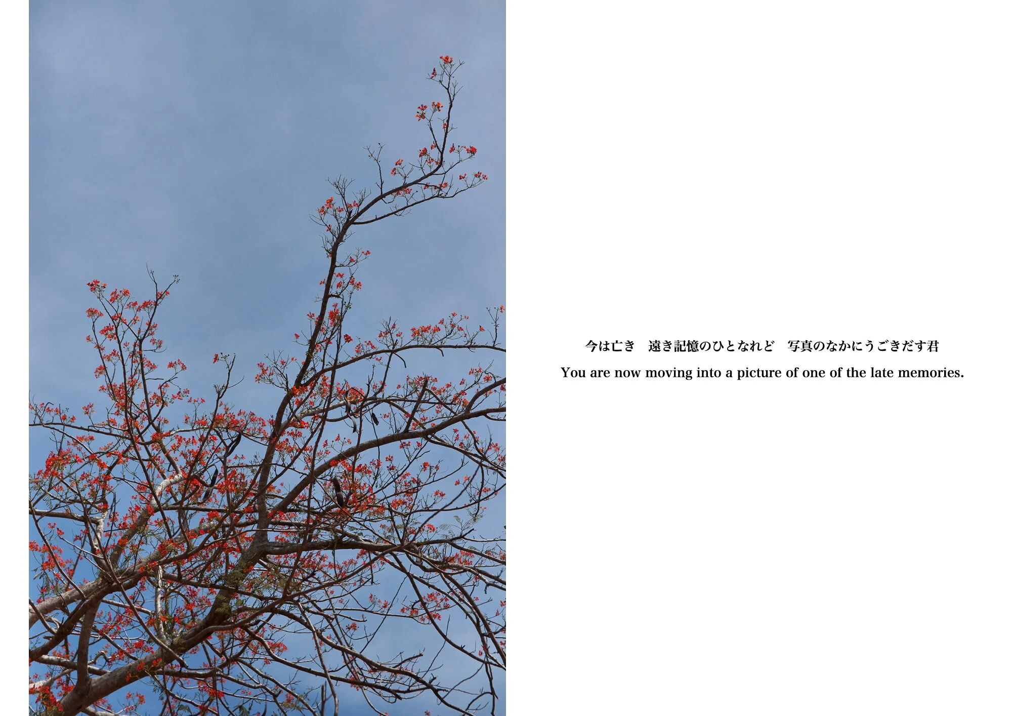 Kai_Yokoyama_Umbilical Memories7.JPG