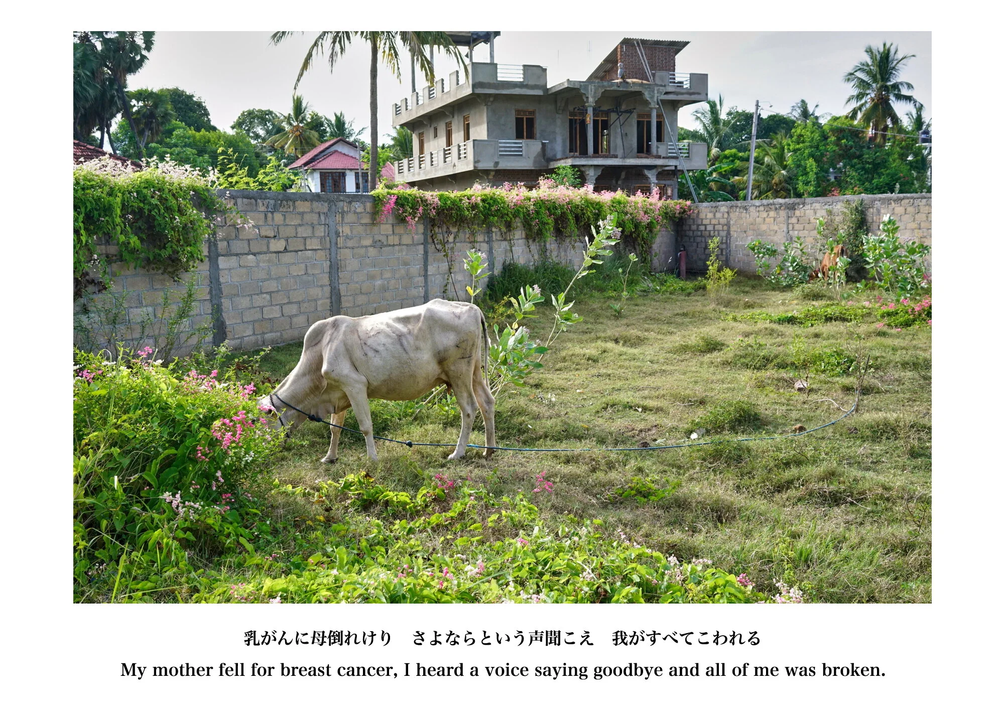 Kai_Yokoyama_Umbilical Memories22.JPG