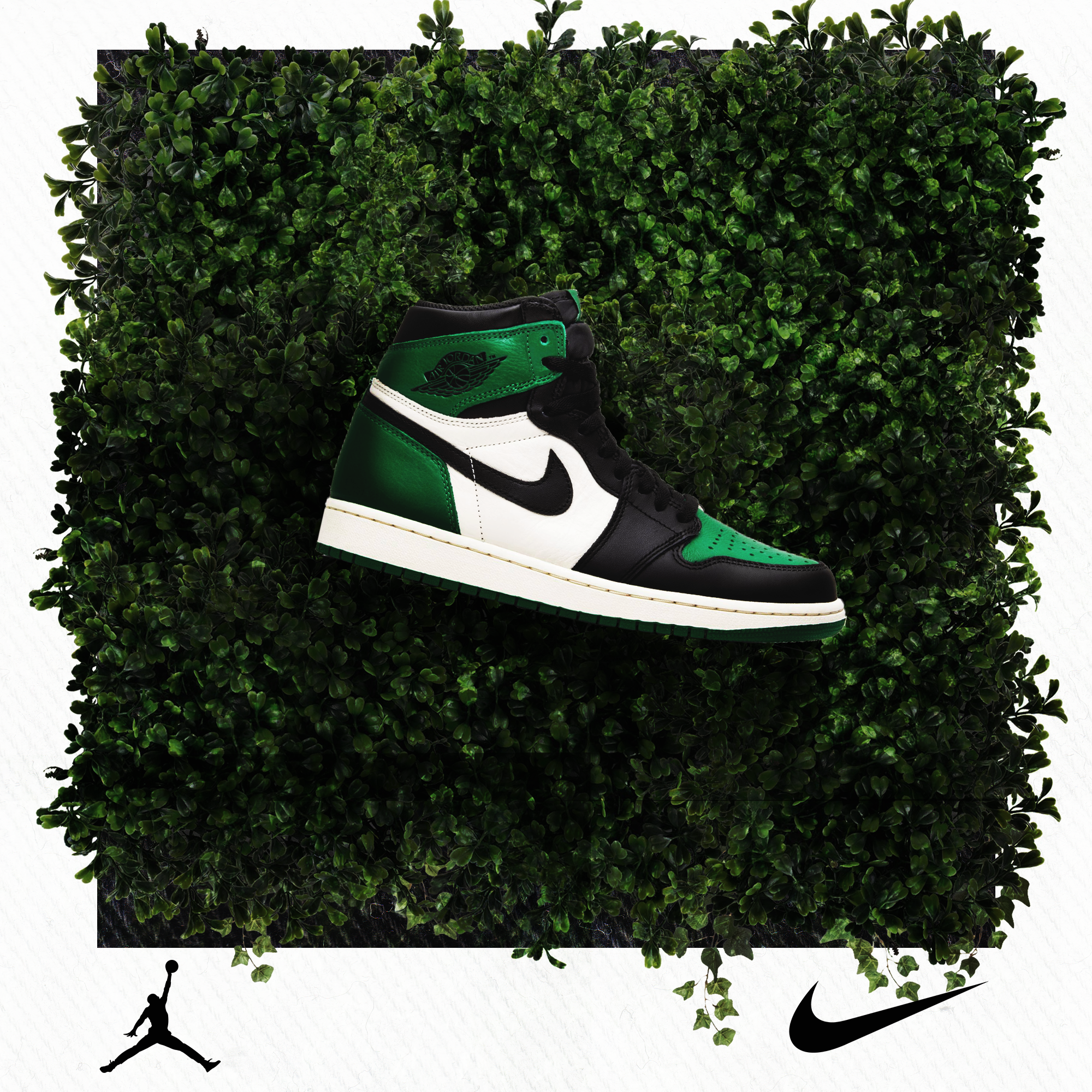 pine1.png