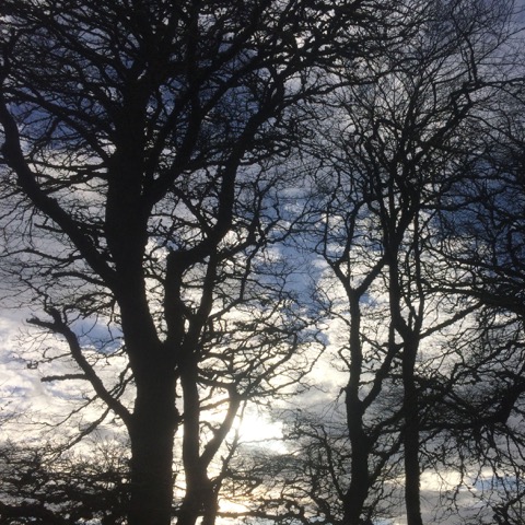 TREES.jpeg