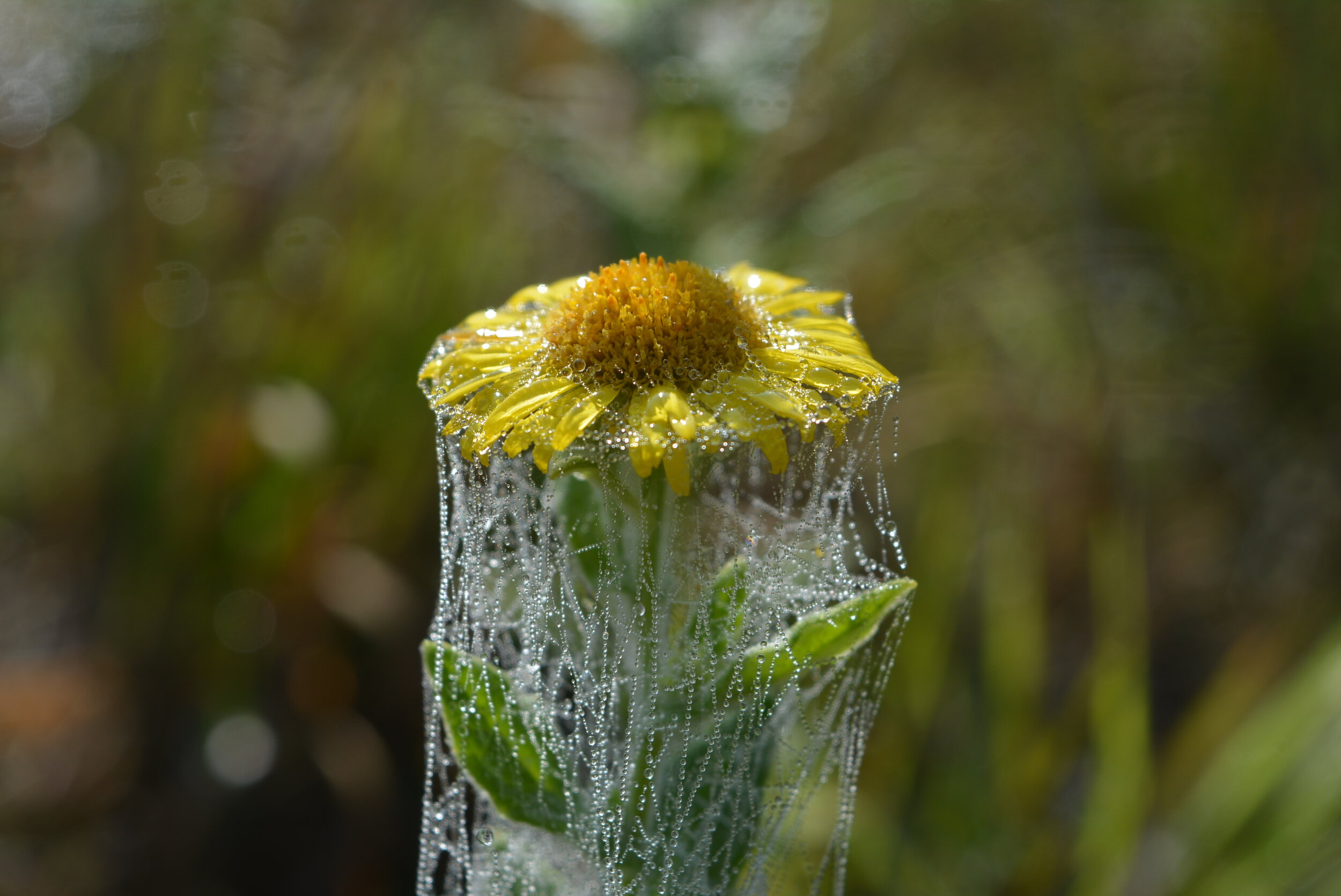 faery captive.JPG