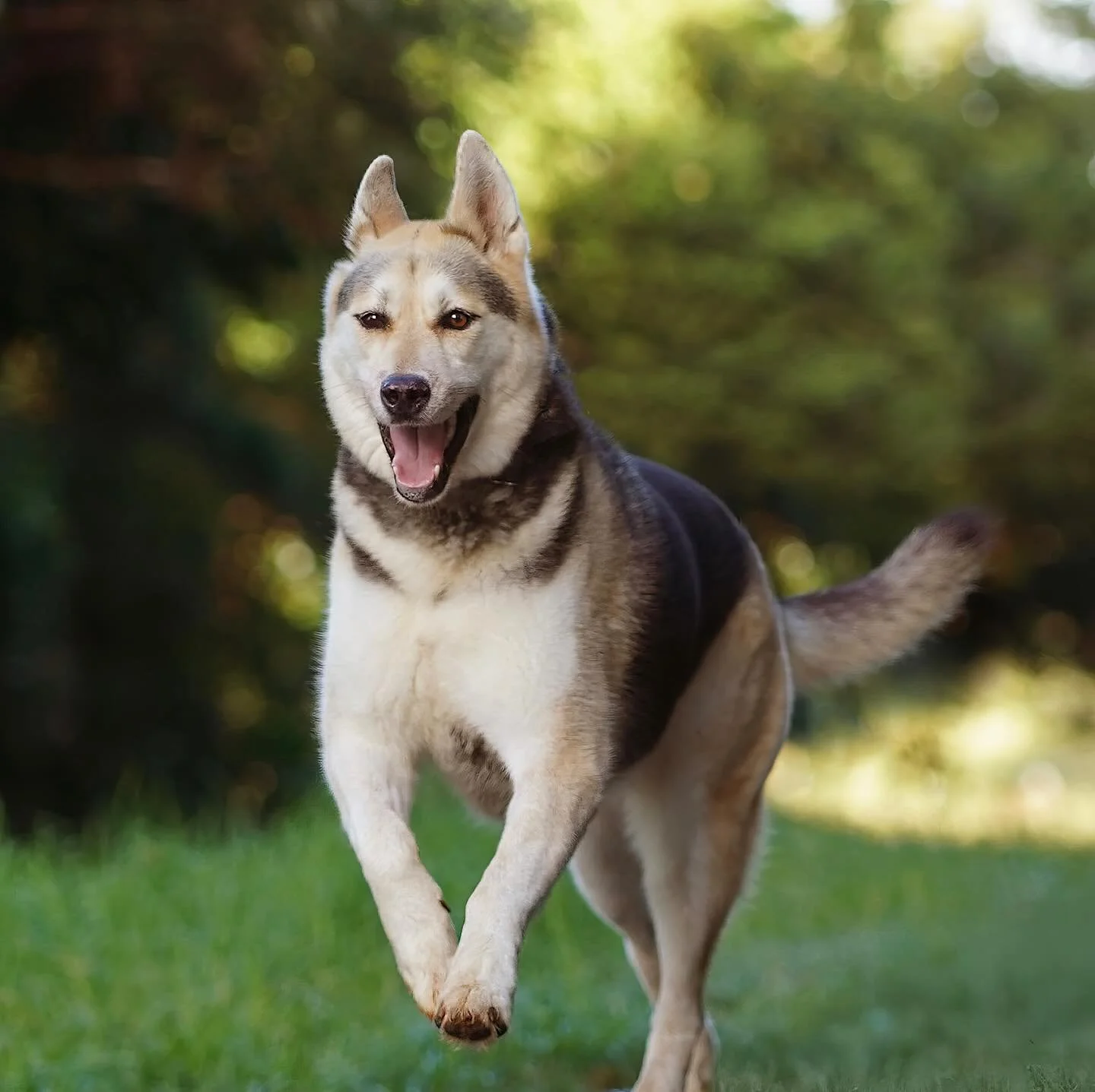 Mish 🧡 🐕 ⛅️