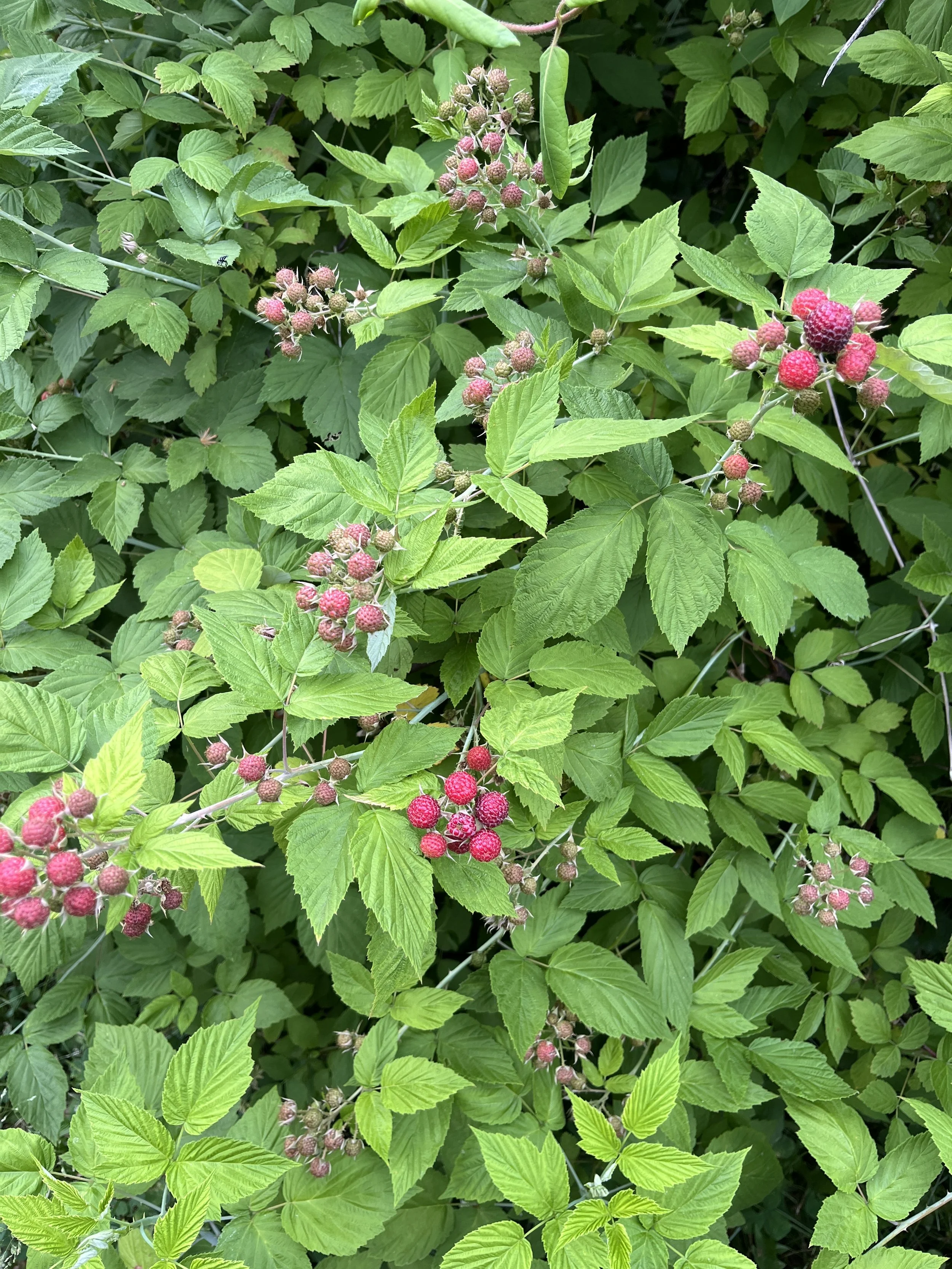 Black raspberry thicket with pink not-quite-ripe berries.
