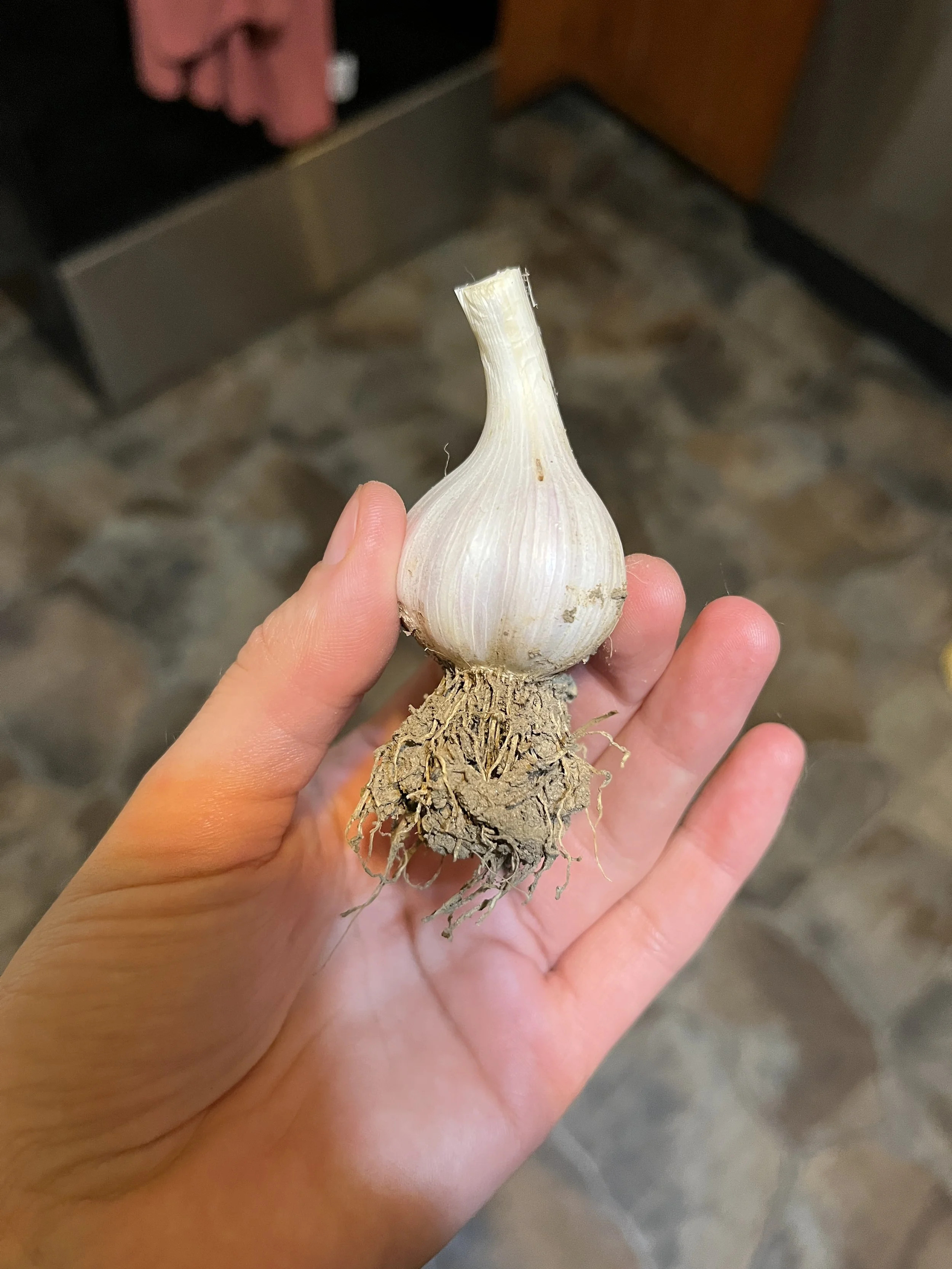 A bulb of garlic from my garden.